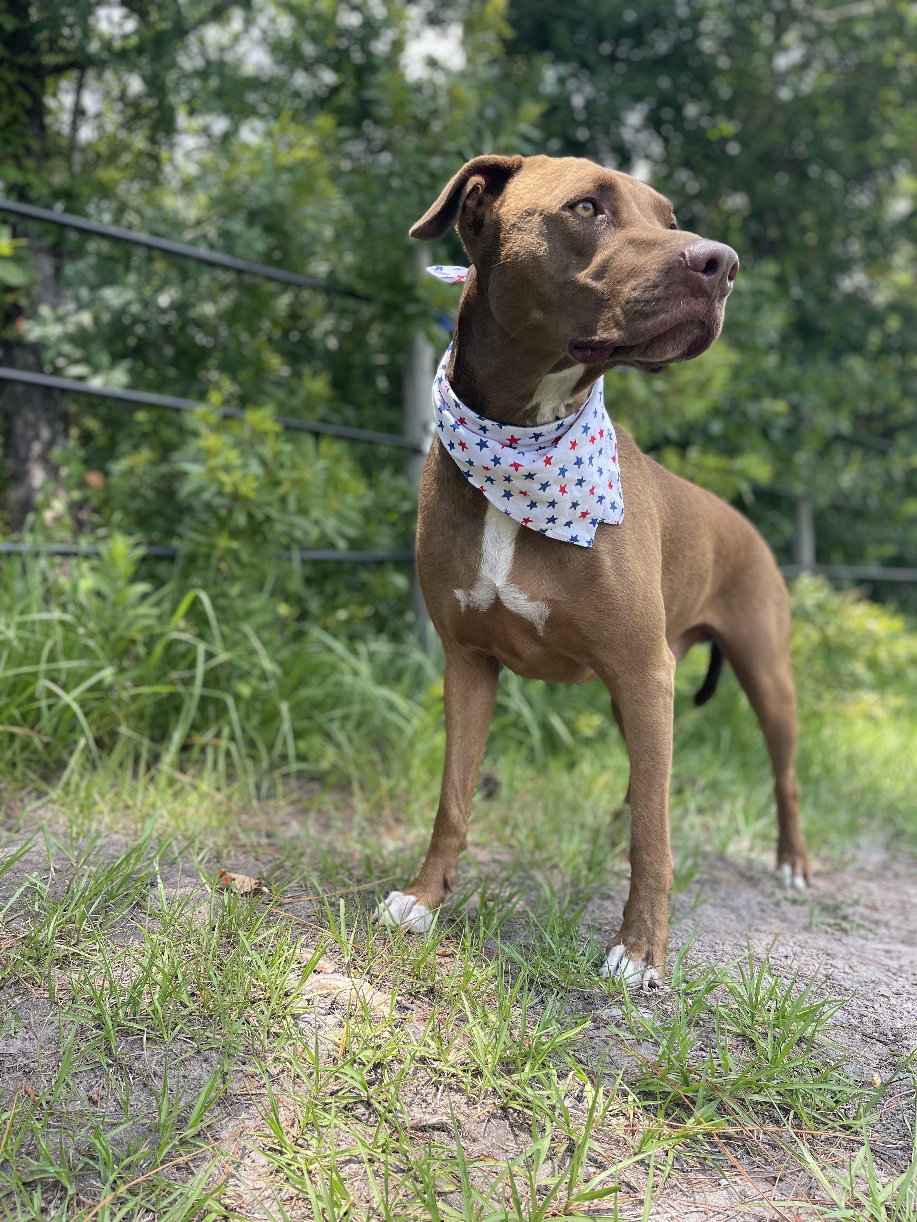 Enlarge Scooby, a Adoptable mixed breed in Sebring, FL image 5/5