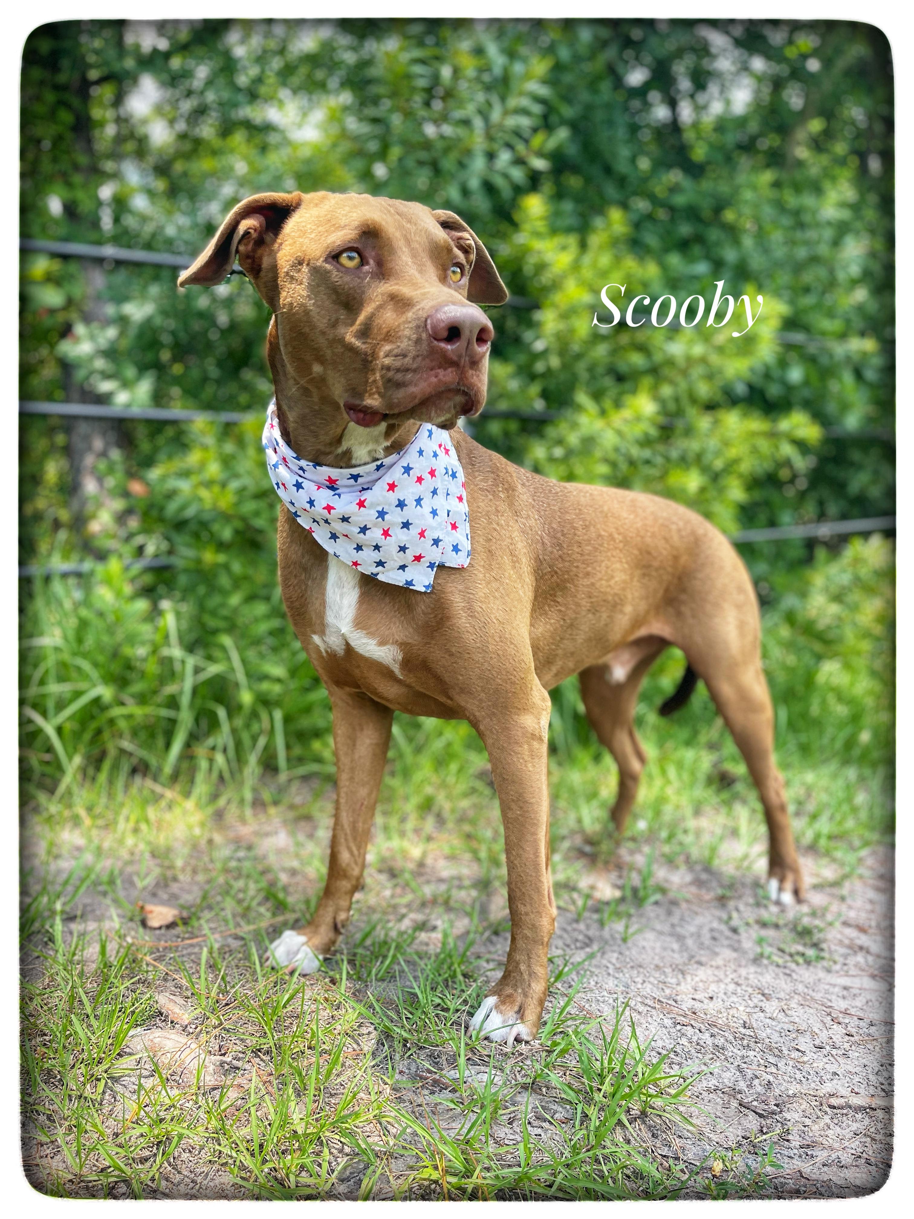 Enlarge Scooby, a Adoptable mixed breed in Sebring, FL image 1/5