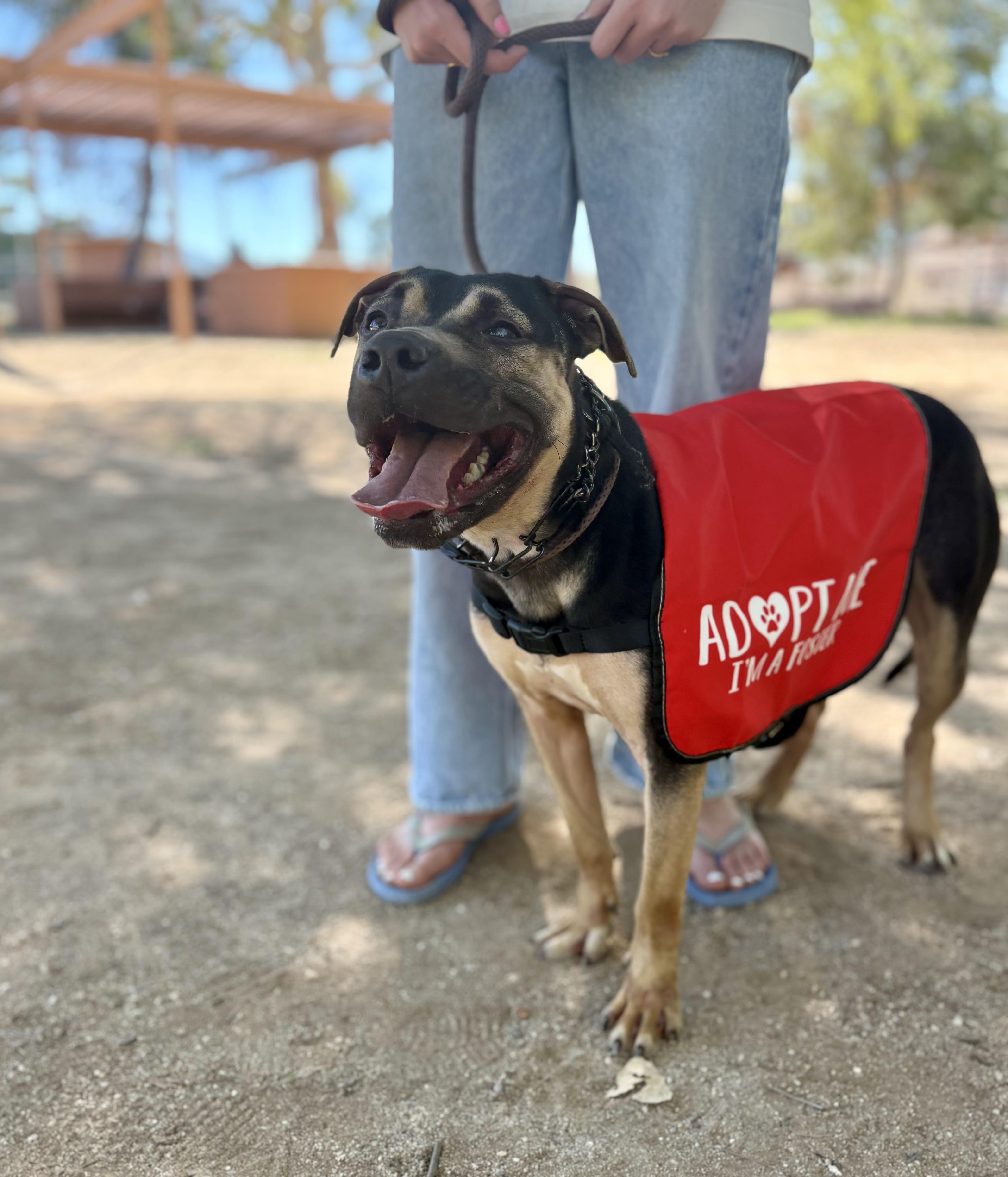 Enlarge Buttercup, a Adoptable mixed breed in Tucson, AZ image 1/6