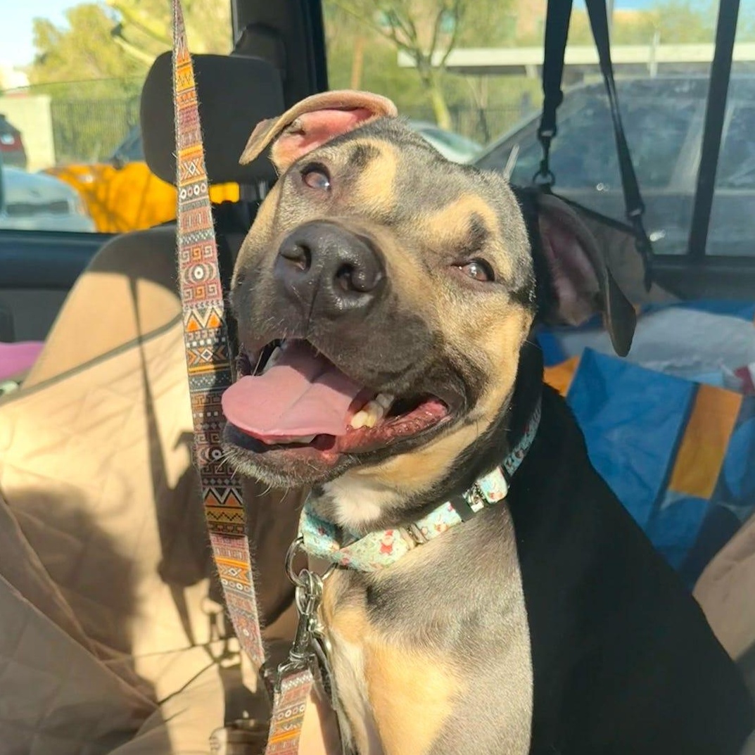 Enlarge Buttercup, a Adoptable mixed breed in Tucson, AZ image 1/2