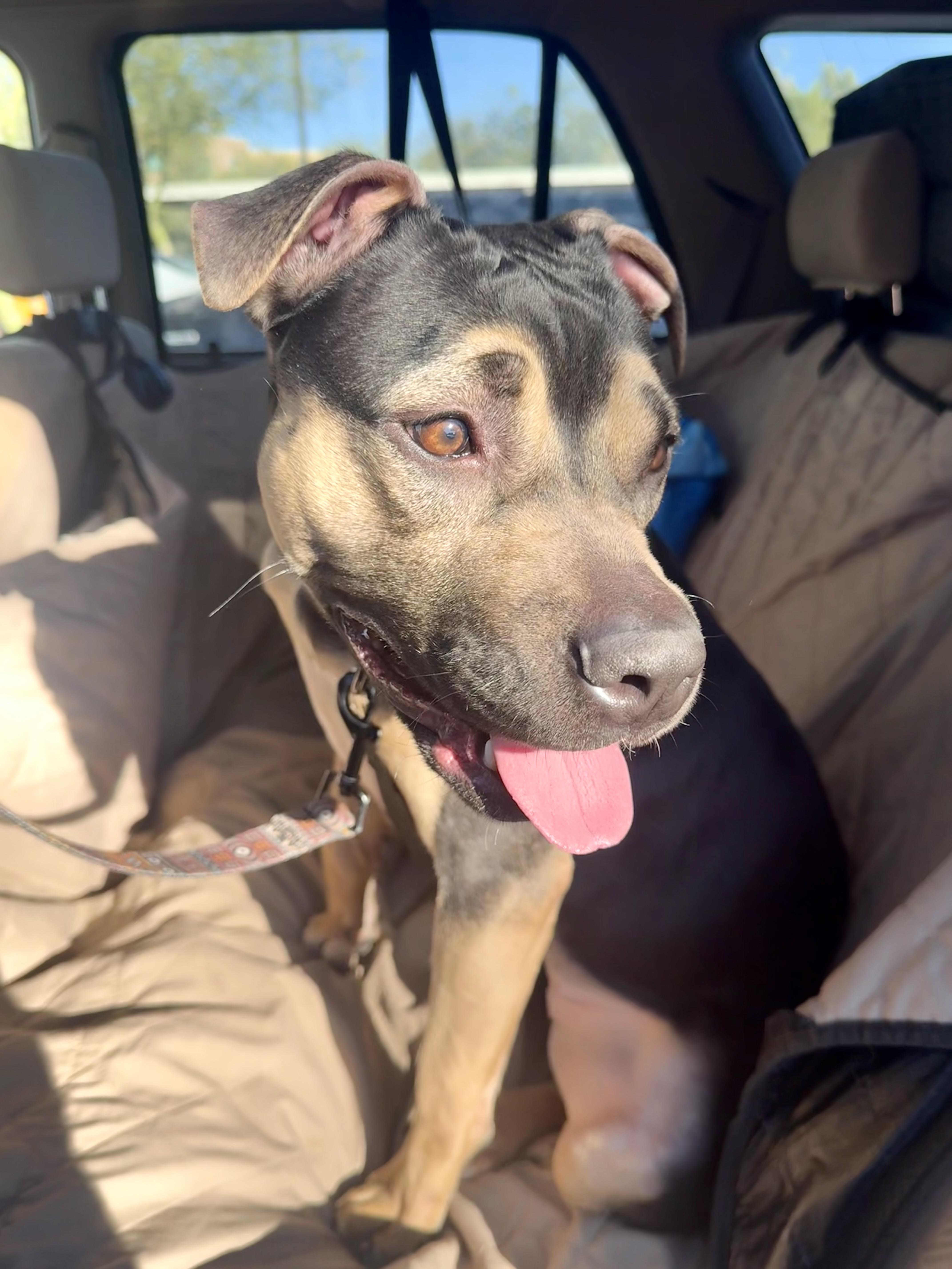 Enlarge Buttercup, a Adoptable mixed breed in Tucson, AZ image 2/6