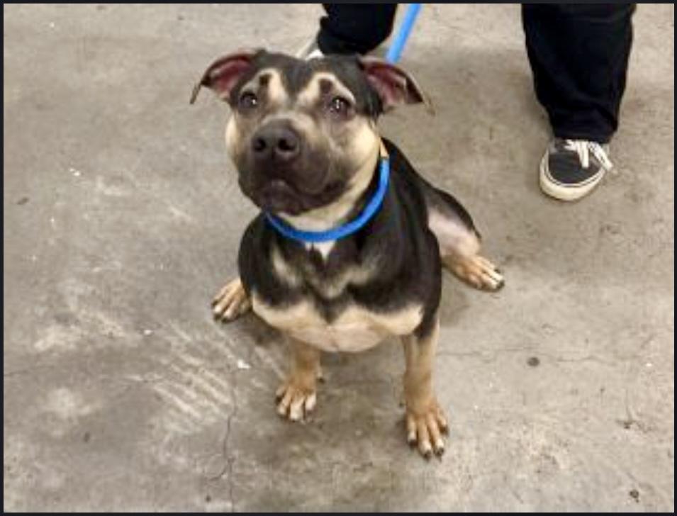 Enlarge Buttercup, a Adoptable mixed breed in Tucson, AZ image 3/6