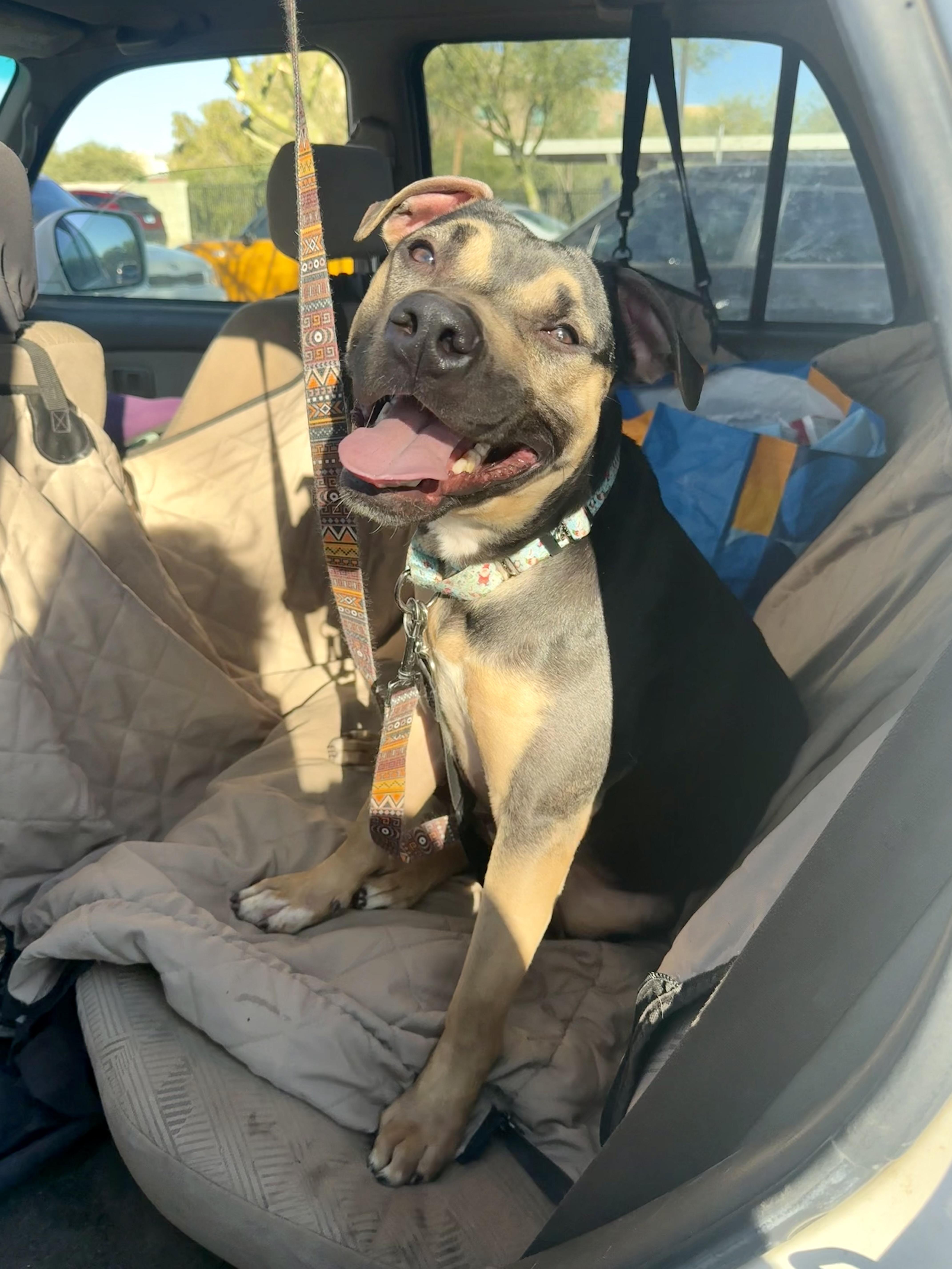 Enlarge Buttercup, a Adoptable mixed breed in Tucson, AZ image 4/6