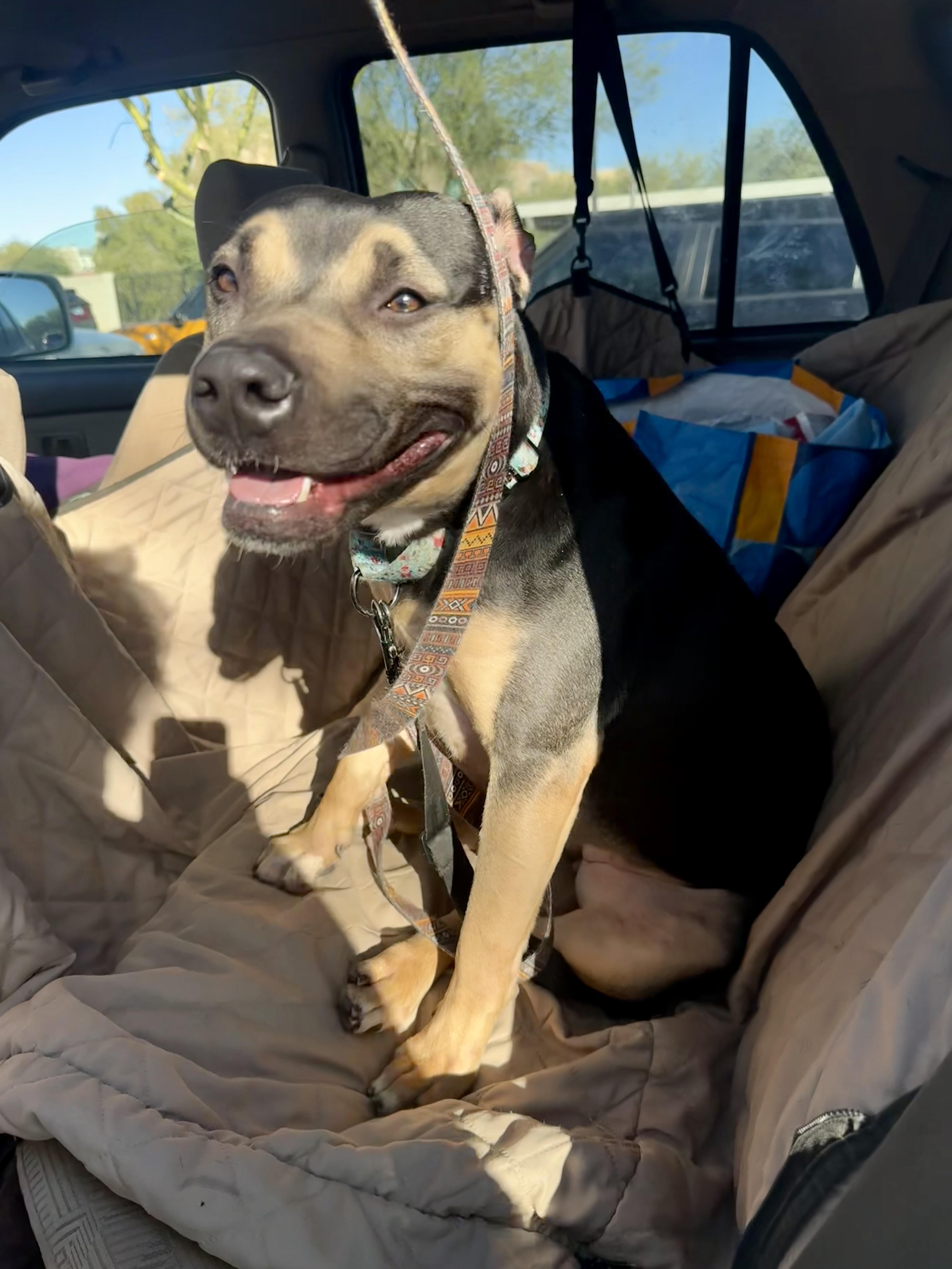 Buttercup, a Adoptable mixed breed in Tucson, AZ image 1/6