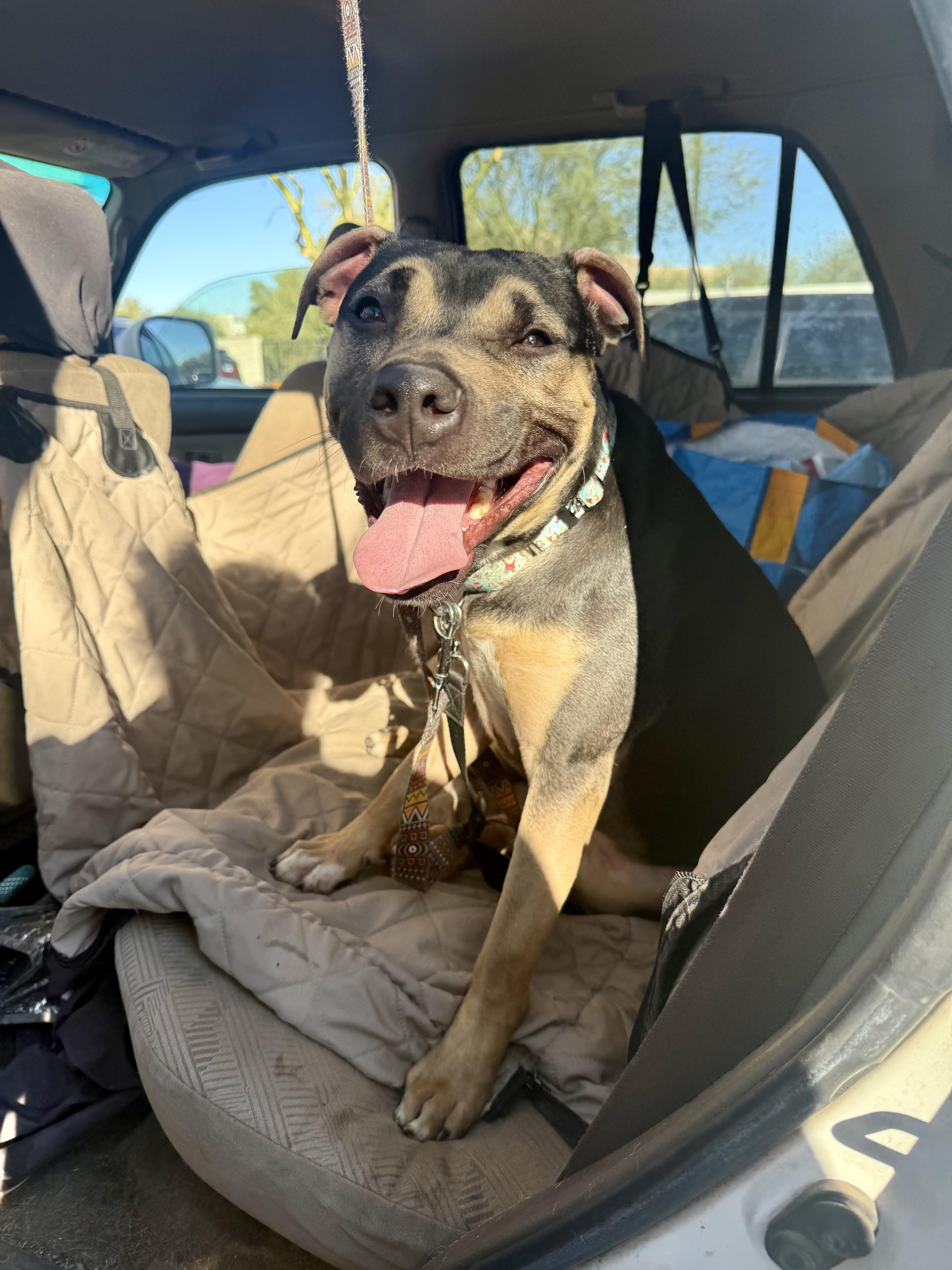 Enlarge Buttercup, a Adoptable mixed breed in Tucson, AZ image 5/6