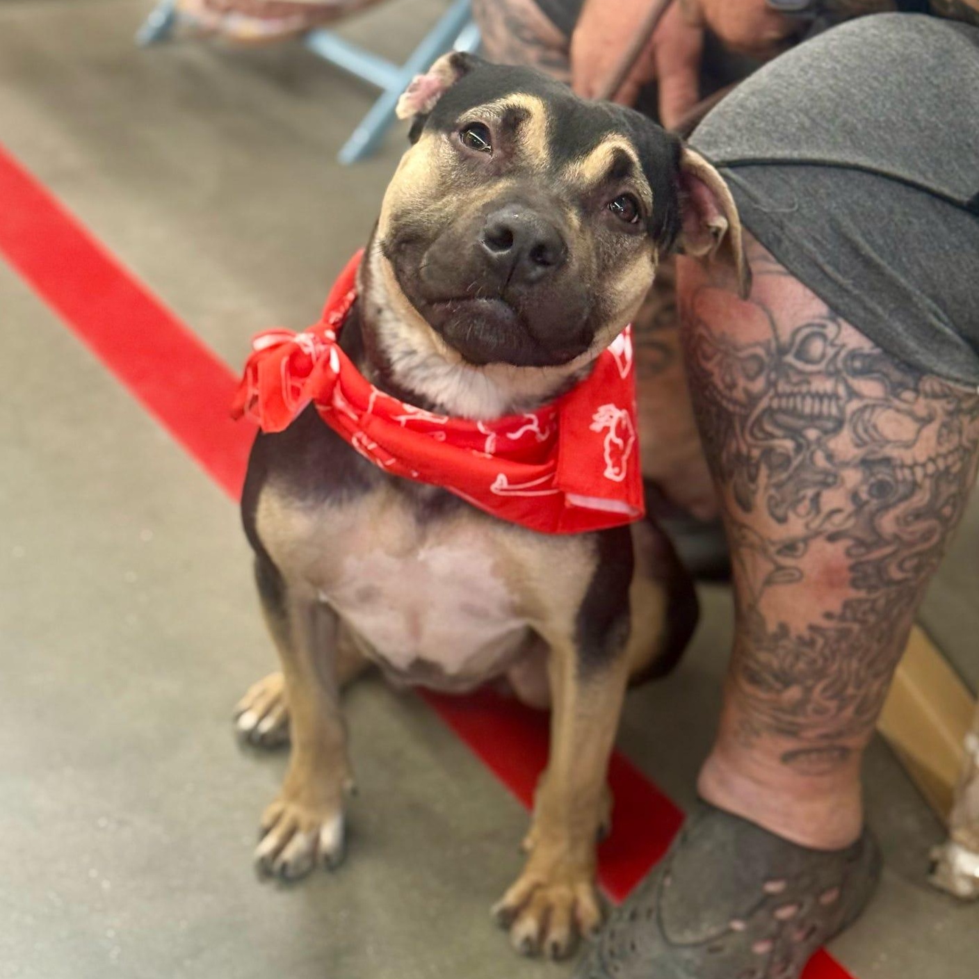 Enlarge Buttercup, a Adoptable mixed breed in Tucson, AZ image 2/2