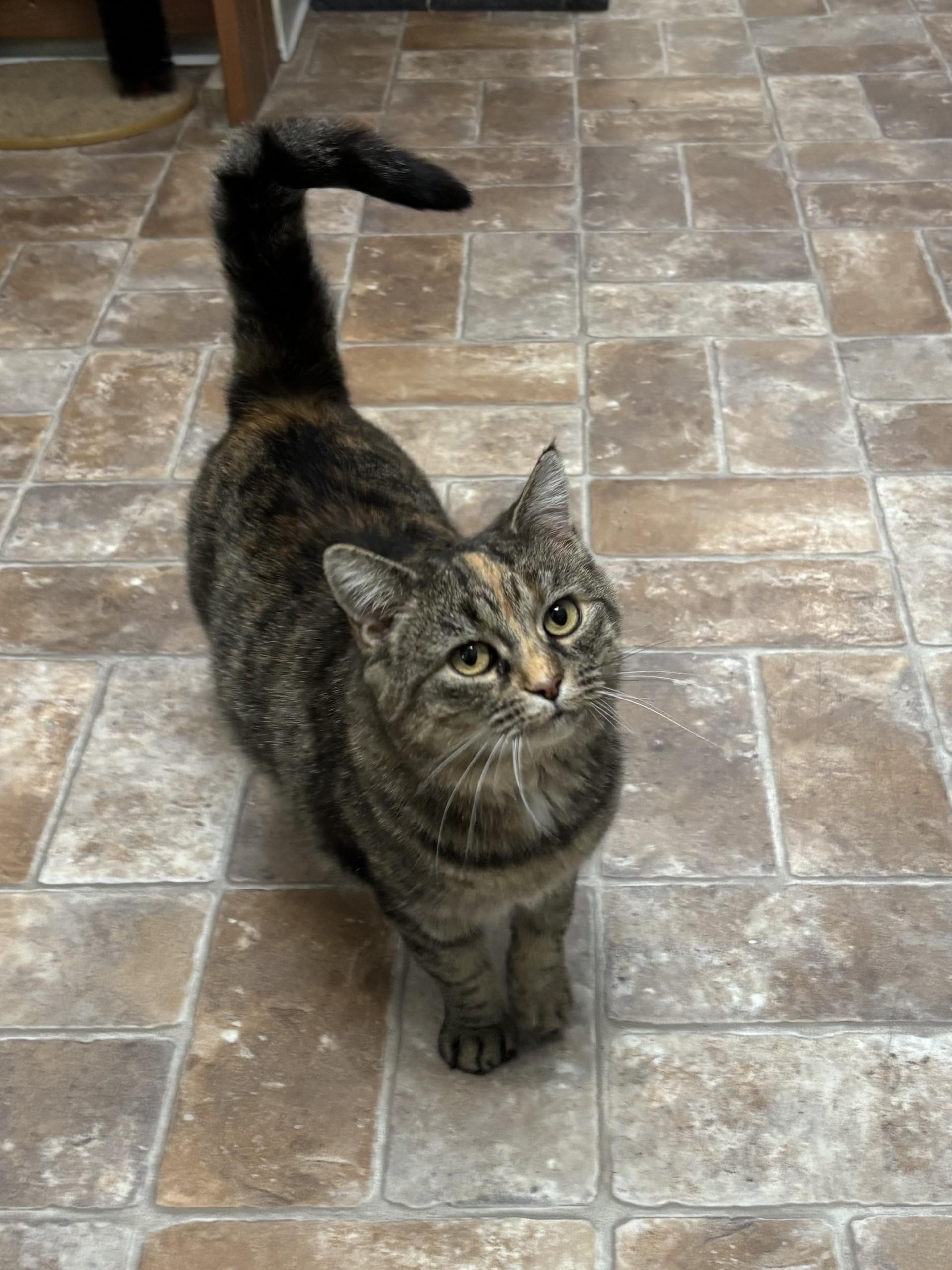 Carmela, Adoptable, Adult Female Domestic Short Hair.