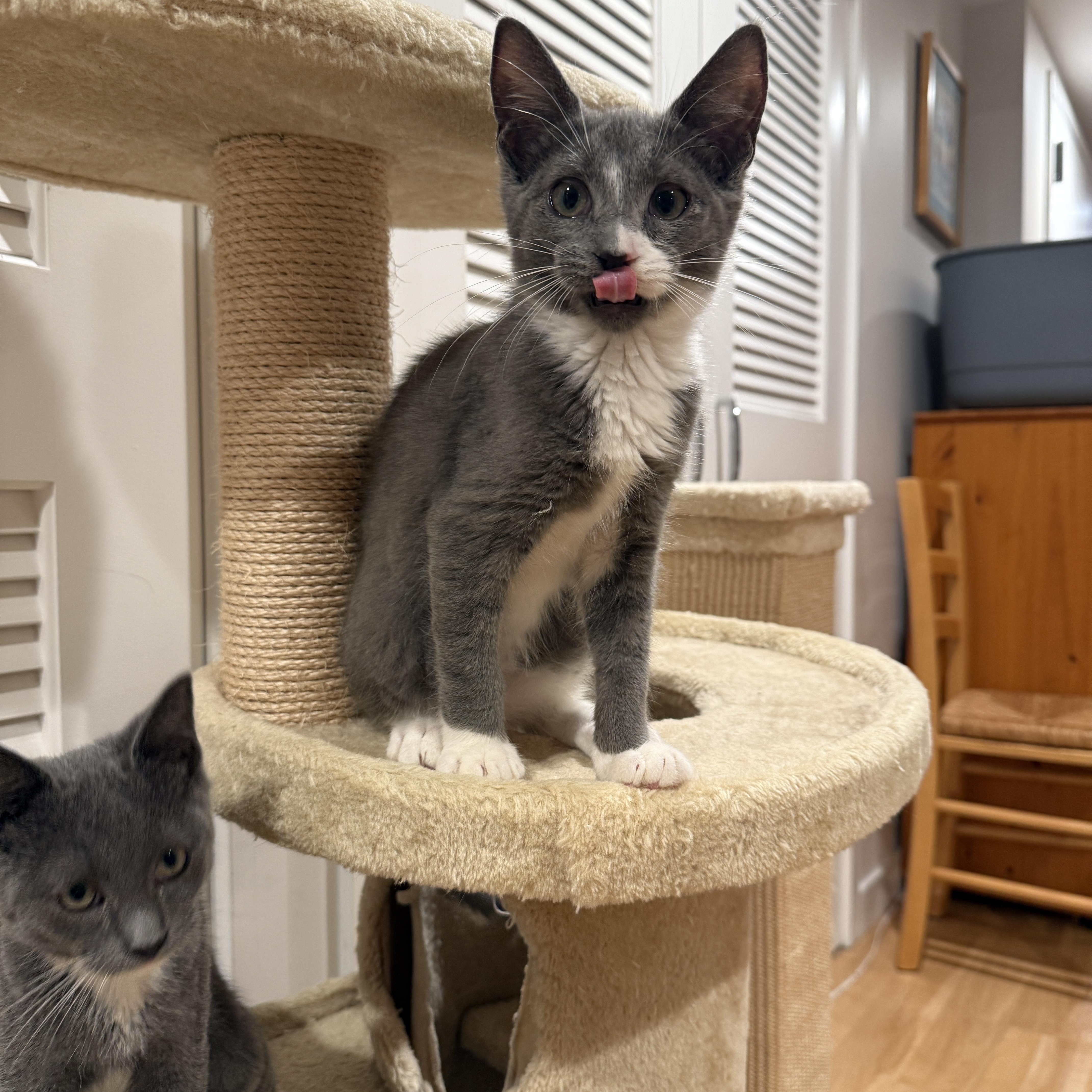Enlarge Merlin, a Adoptable Domestic Short Hair in New York, NY image 5/5