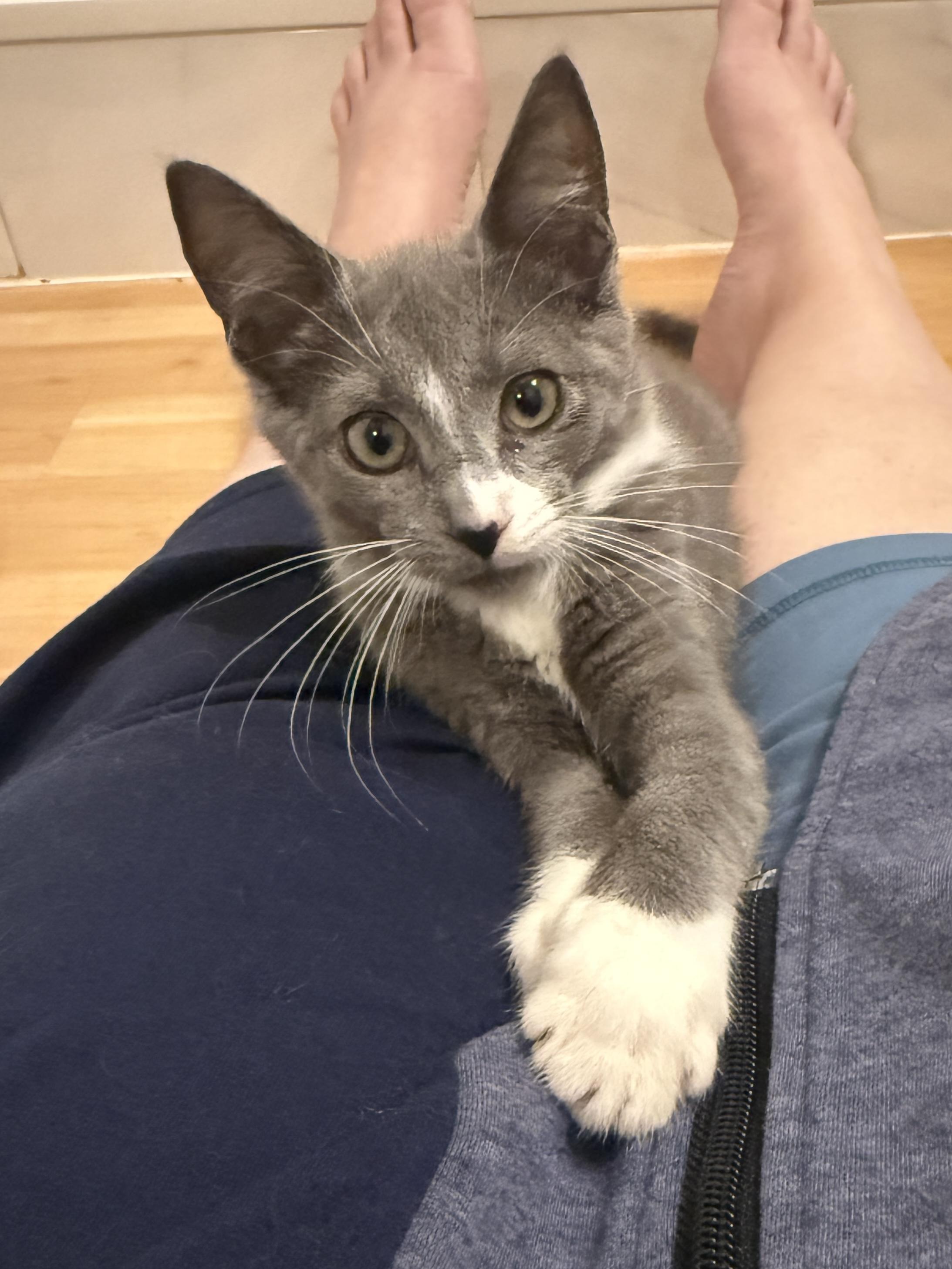 Enlarge Merlin, a Adoptable Domestic Short Hair in New York, NY image 3/5