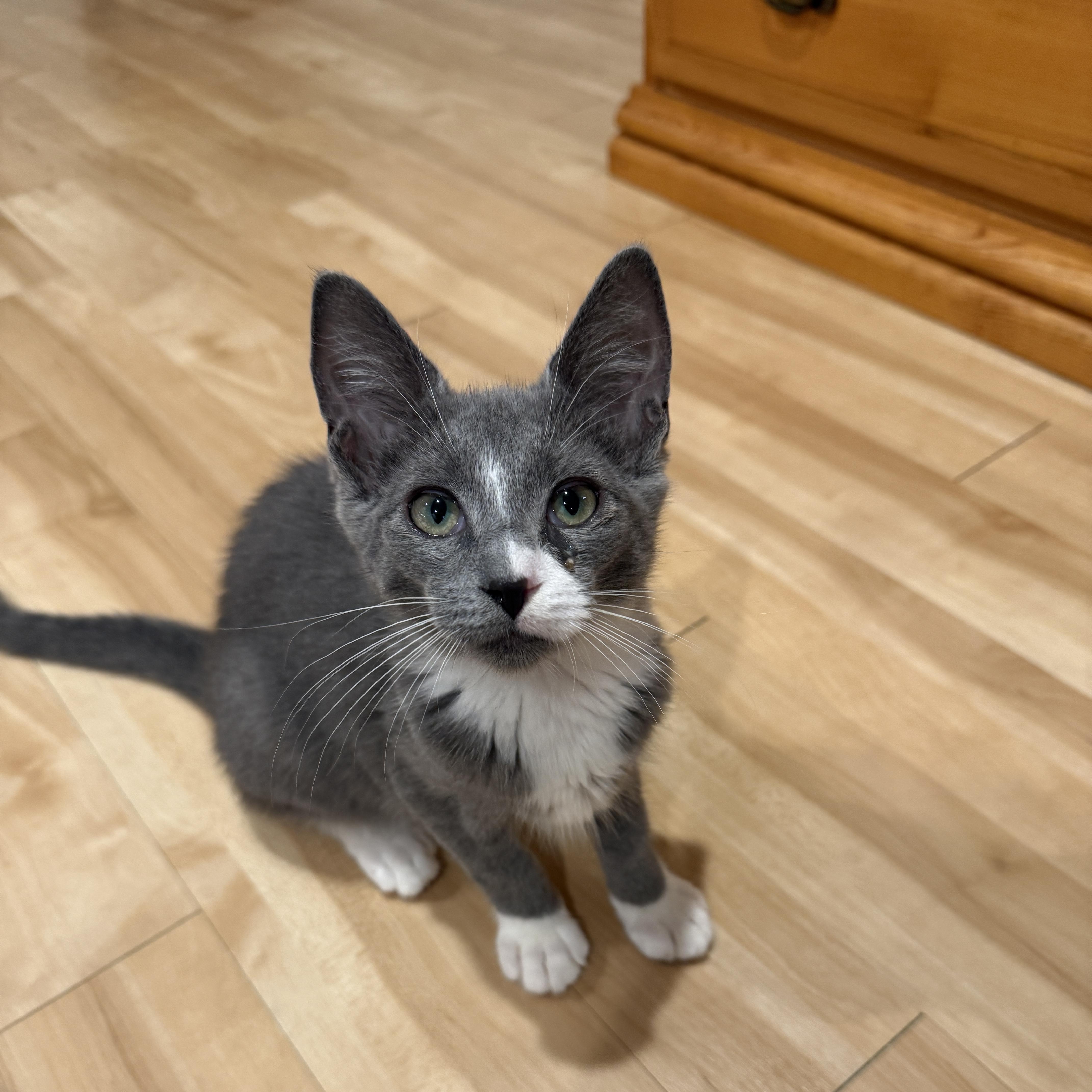 Enlarge Merlin, a Adoptable Domestic Short Hair in New York, NY image 4/5
