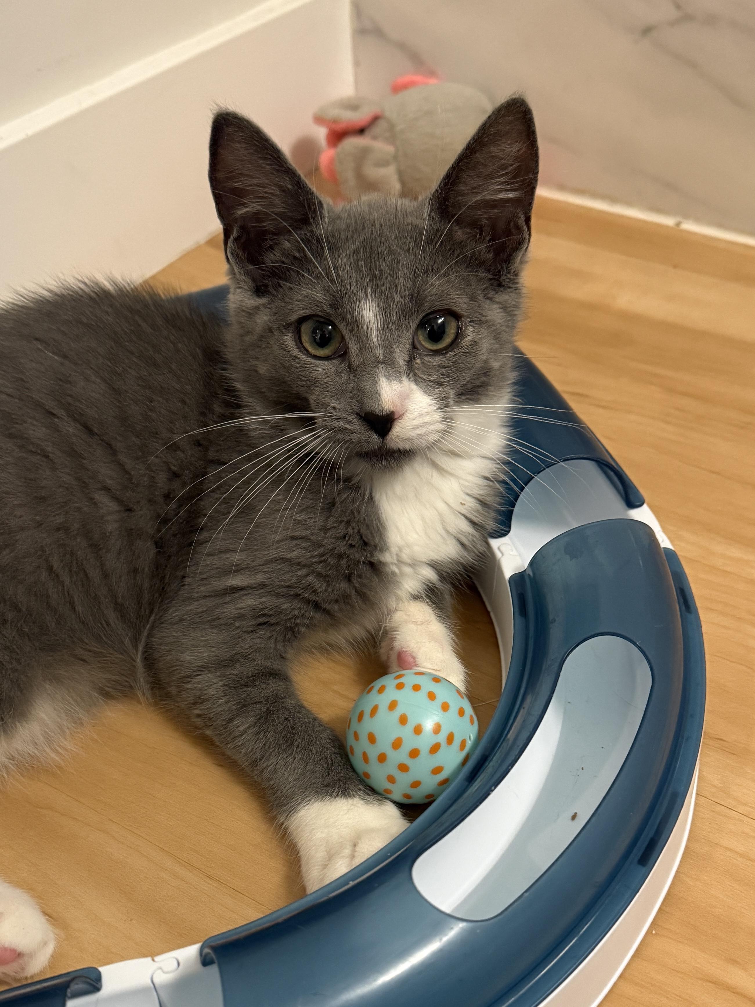 Merlin, Adoptable, Kitten Male Domestic Short Hair.