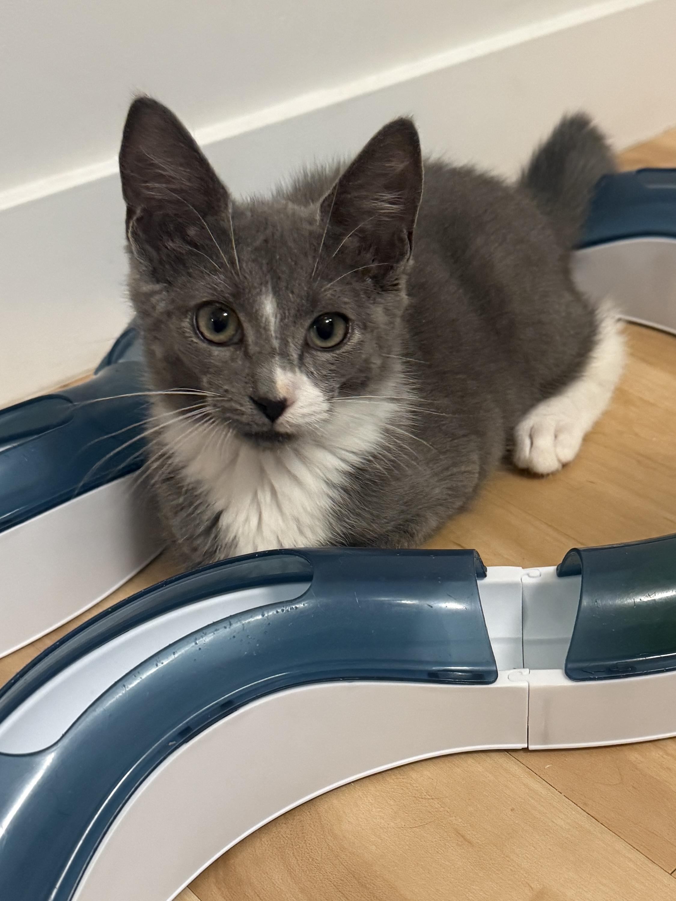 Enlarge Merlin, a Adoptable Domestic Short Hair in New York, NY image 2/5