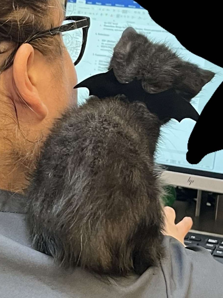 Enlarge Benito, a Adoptable Domestic Short Hair in Stockton, CA image 5/6