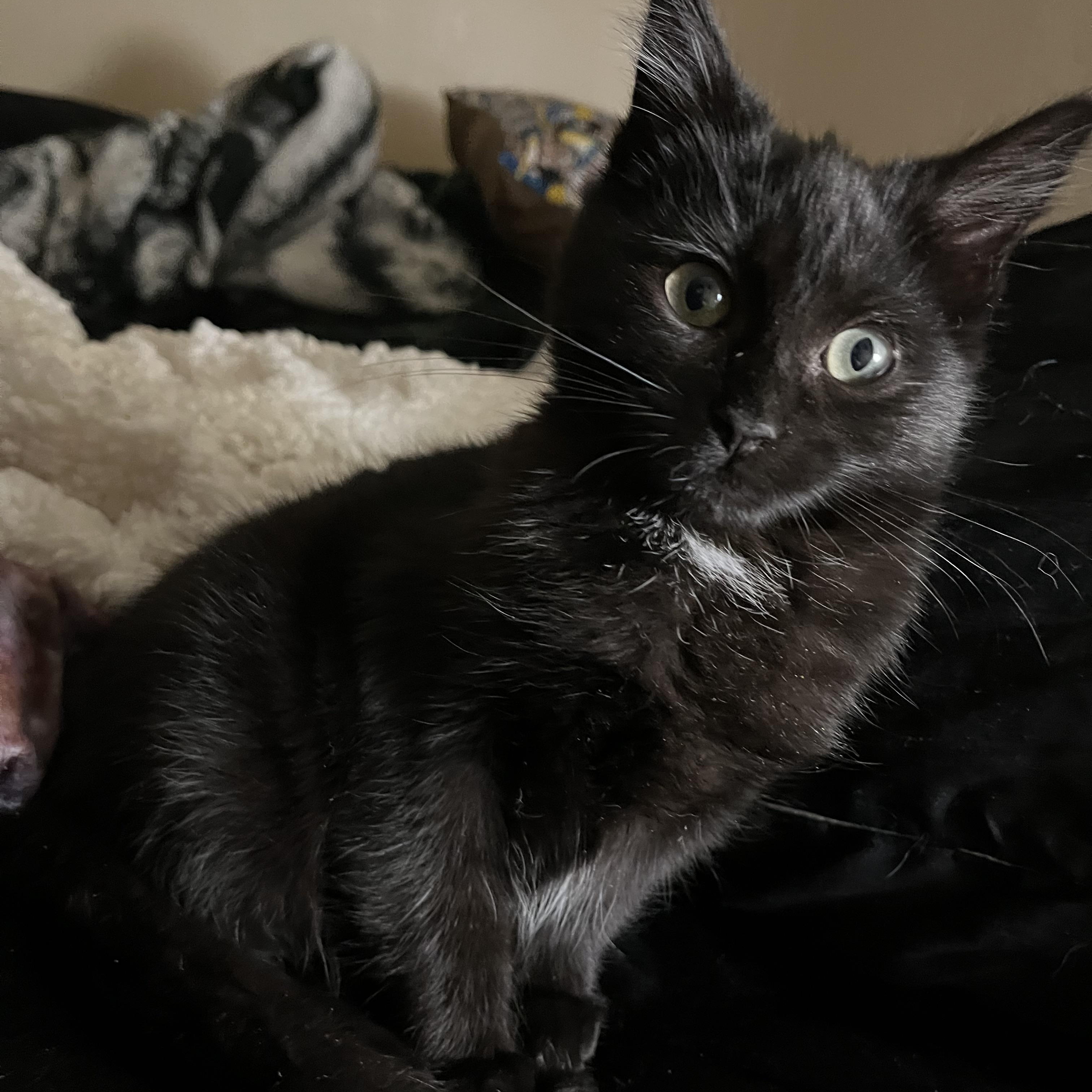 Enlarge Benito, a Adoptable Domestic Short Hair in Stockton, CA image 1/6