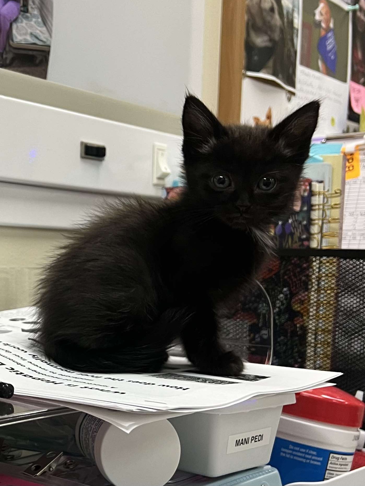 Enlarge Benito, a Adoptable Domestic Short Hair in Stockton, CA image 6/6