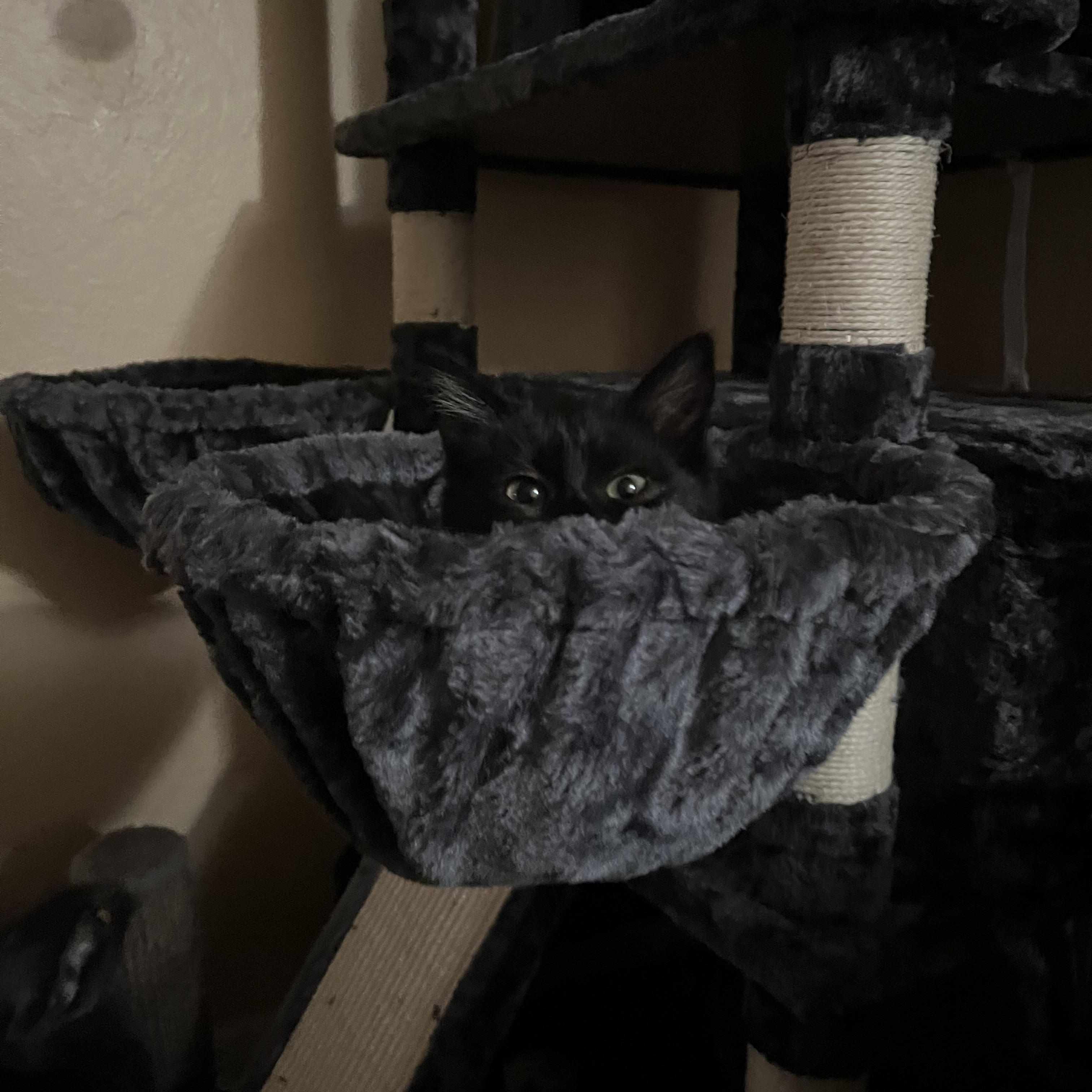 Enlarge Benito, a Adoptable Domestic Short Hair in Stockton, CA image 3/6