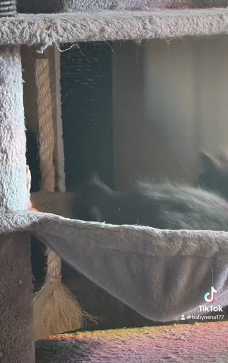 Enlarge Benito, a Adoptable Domestic Short Hair in Stockton, CA video 4/6