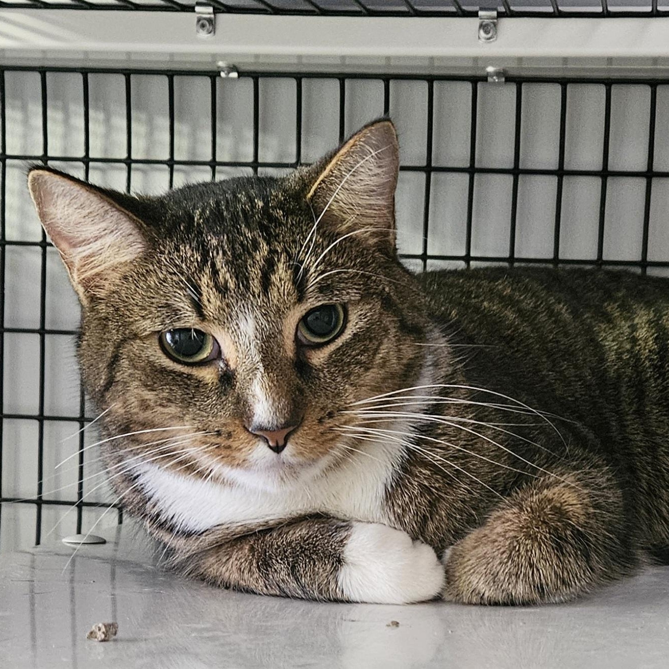 Princeton, adopted, Adult Male Domestic Short Hair.