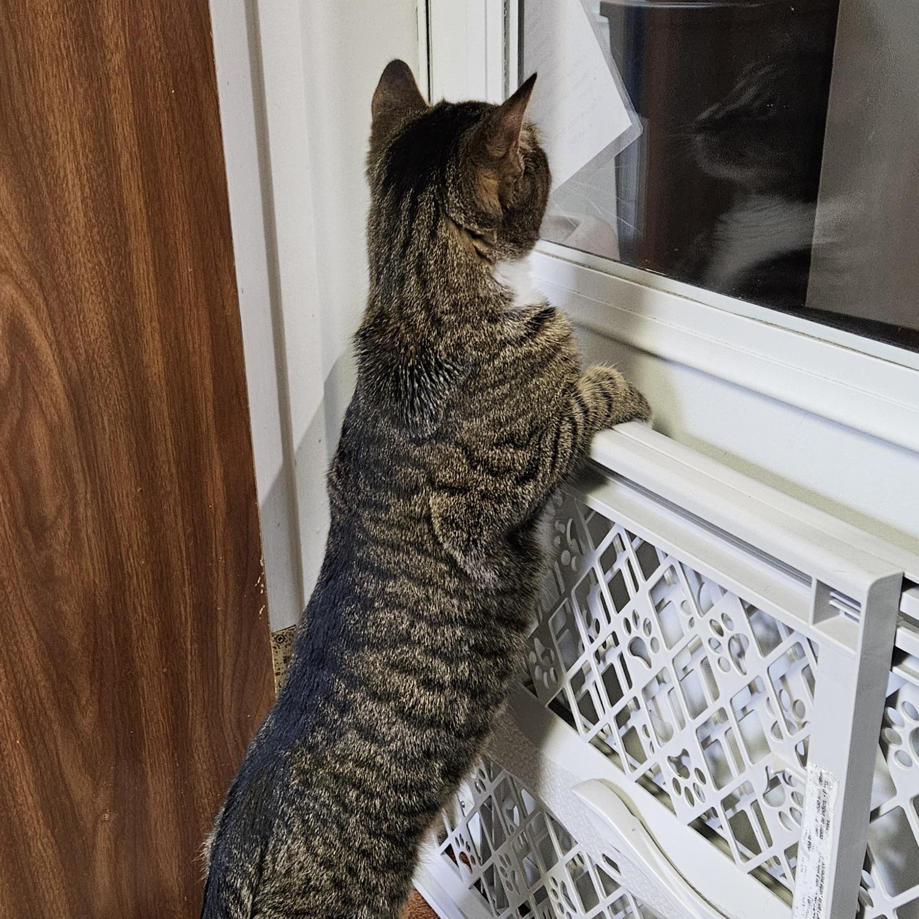 Enlarge Princeton, an adopted Domestic Short Hair in Brockport, NY image 2/5