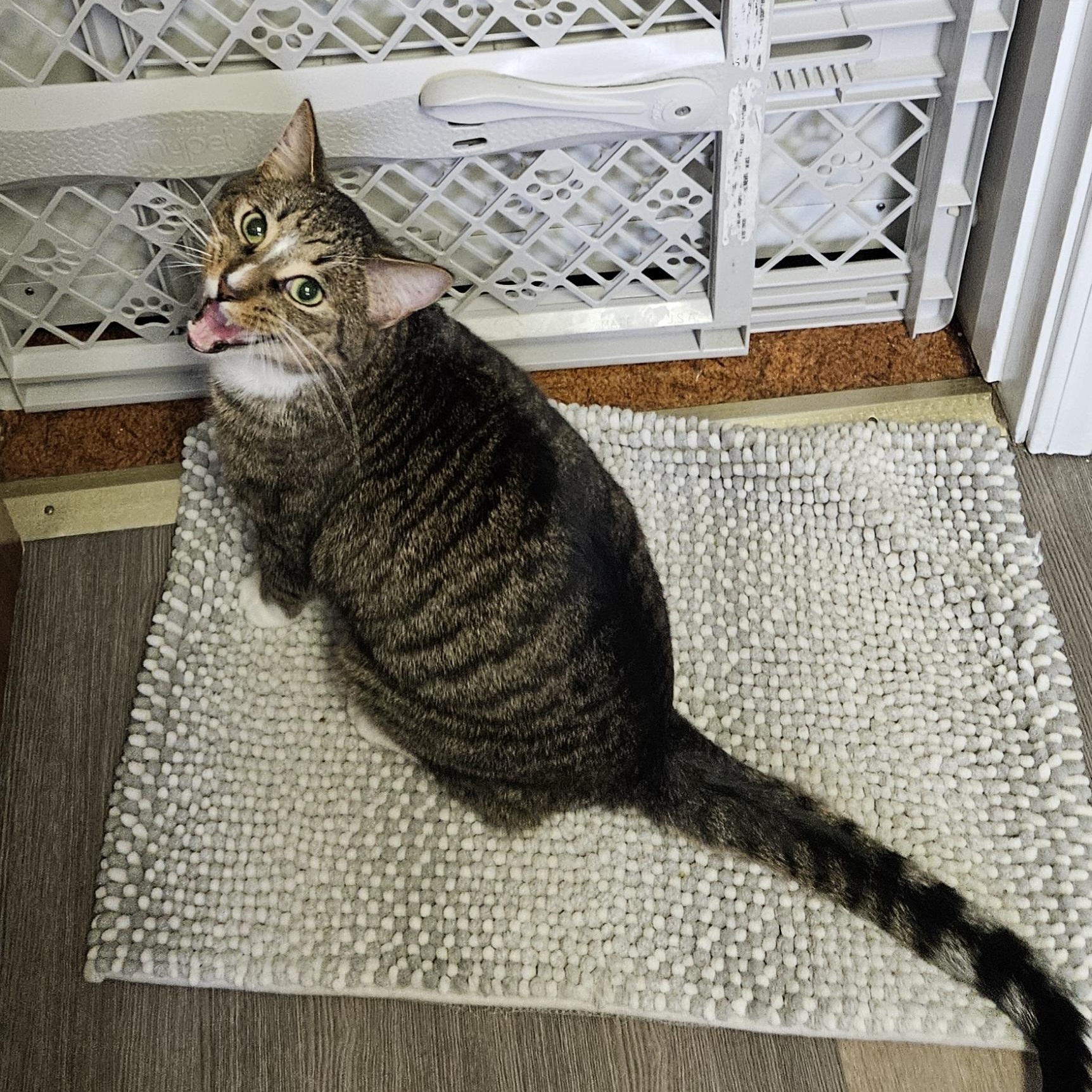 Enlarge Princeton, an adopted Domestic Short Hair in Brockport, NY image 3/5