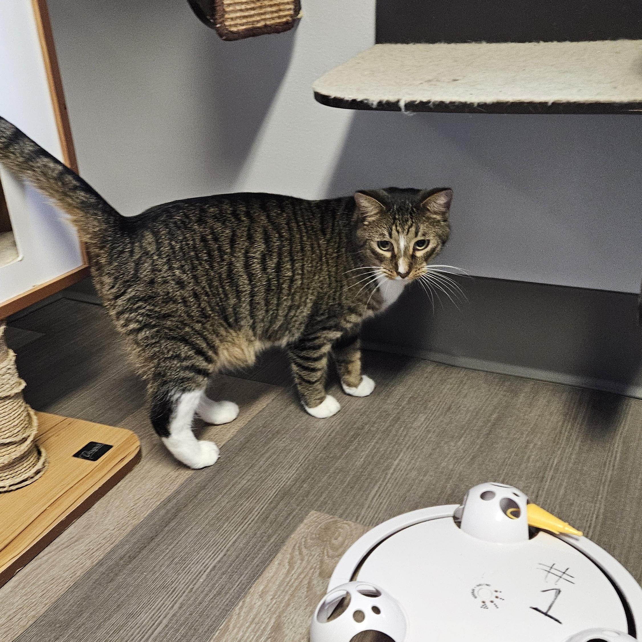 Enlarge Princeton, an adopted Domestic Short Hair in Brockport, NY image 4/5