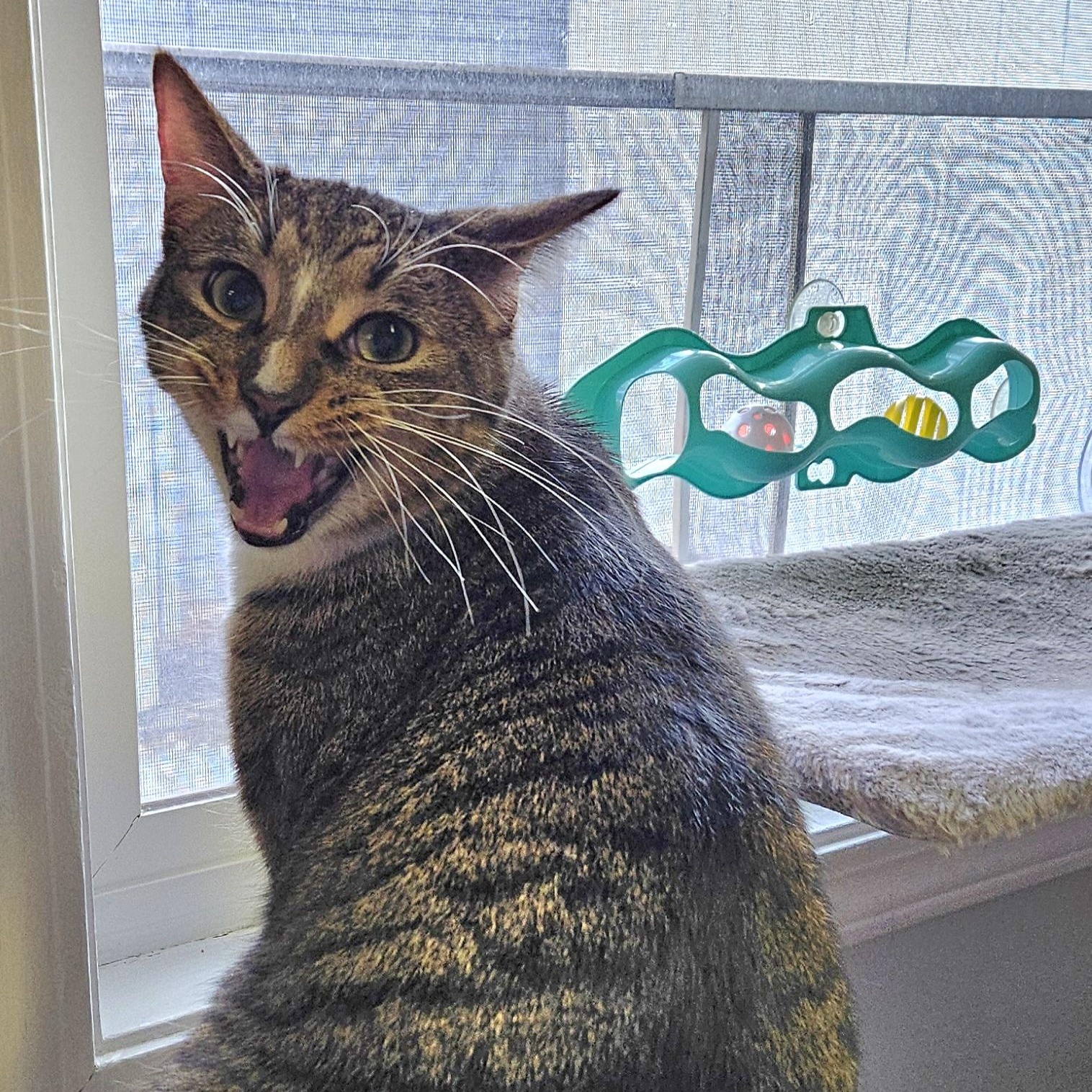 Enlarge Princeton, an adopted Domestic Short Hair in Brockport, NY image 5/5