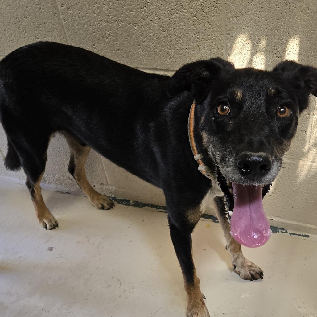 Enlarge Mario, a Adoptable Mixed Breed in Wickenburg, AZ image 2/2