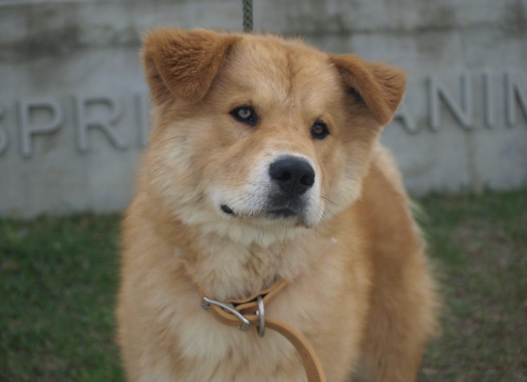 Winnie Pooh, Adoptable, Young Female Mixed Breed.