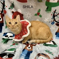 Shila, a Adoptable Tabby in Rushville, IL image 2/2