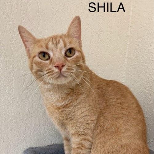 Shila, a Adoptable Tabby in Rushville, IL image 1/2