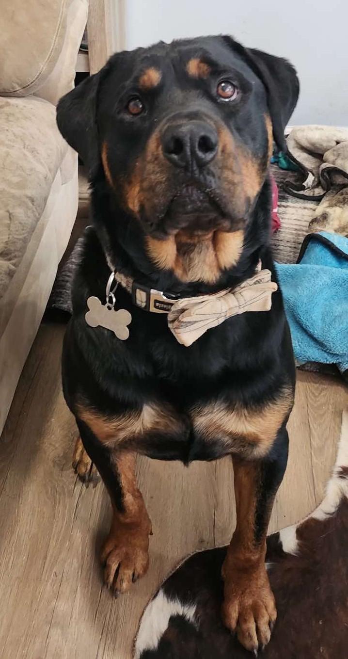 Enlarge Doso, a Adopted Rottweiler in Placerville, CA image 2/4