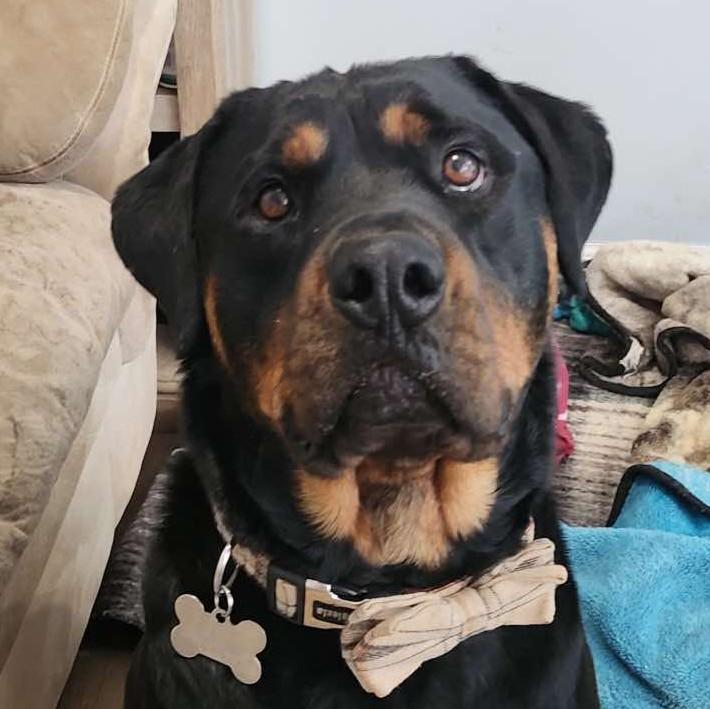 Enlarge Doso, a Adopted Rottweiler in Placerville, CA image 1/4