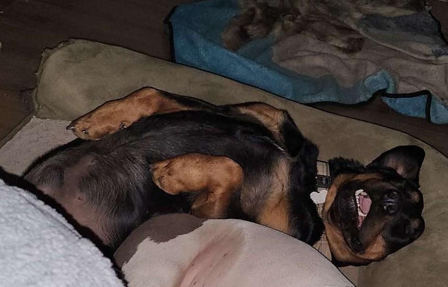 Doso, Adopted, Young Male Rottweiler.