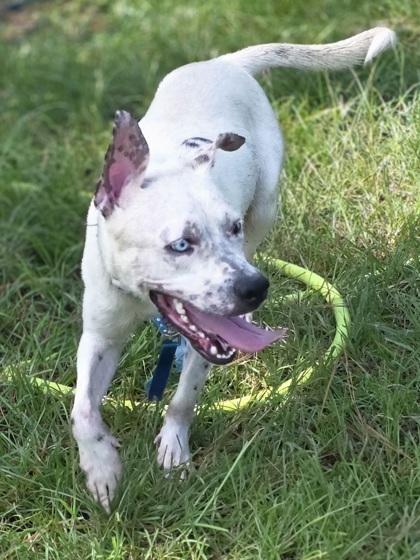 Enlarge Vince Gill, a Adoptable mixed breed in Conway, SC image 1/3
