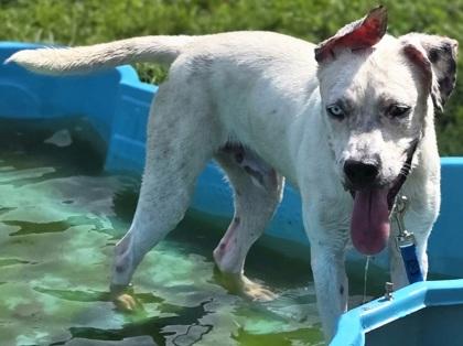 Enlarge Vince Gill, a Adoptable mixed breed in Conway, SC image 2/3