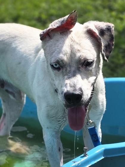 Enlarge Vince Gill, a Adoptable mixed breed in Conway, SC image 3/3