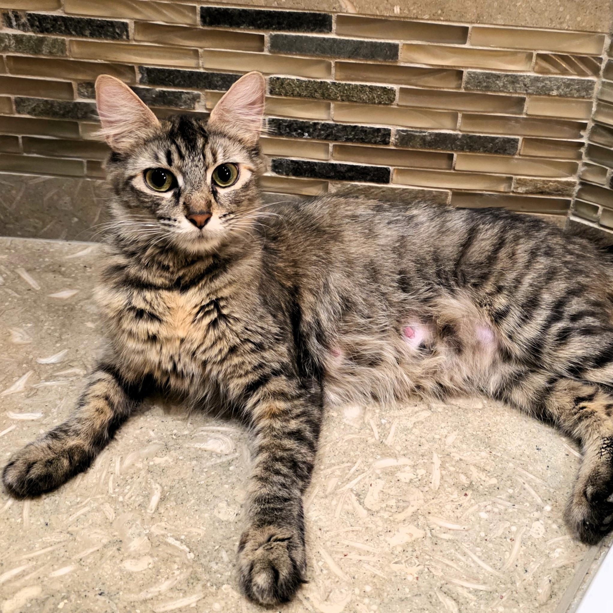 Praline Cream Purcell, ADOPTABLE, Young Female Domestic Short Hair.