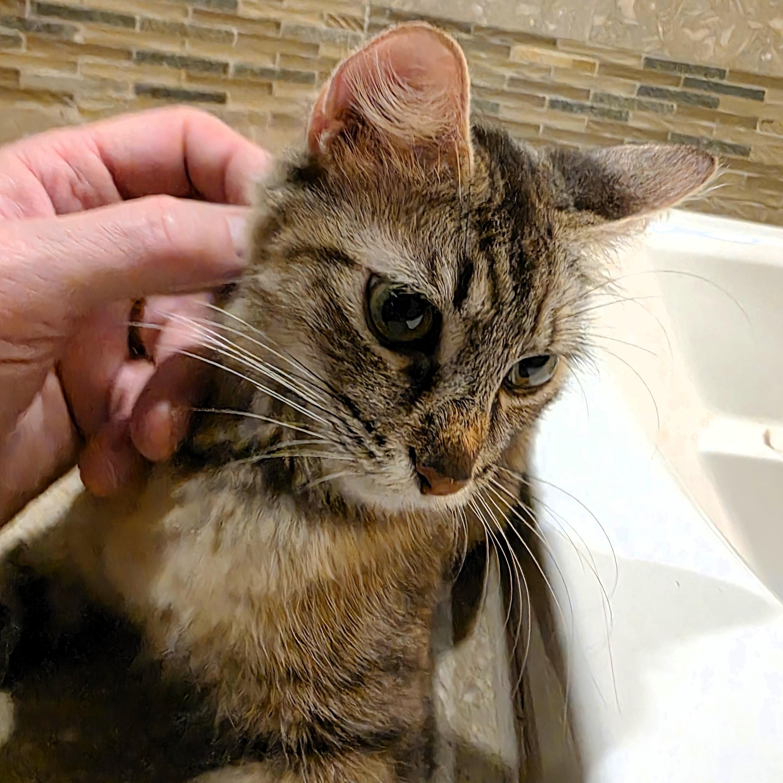 Enlarge Praline Cream Purcell, a ADOPTABLE Domestic Short Hair in Denver, CO image 4/5