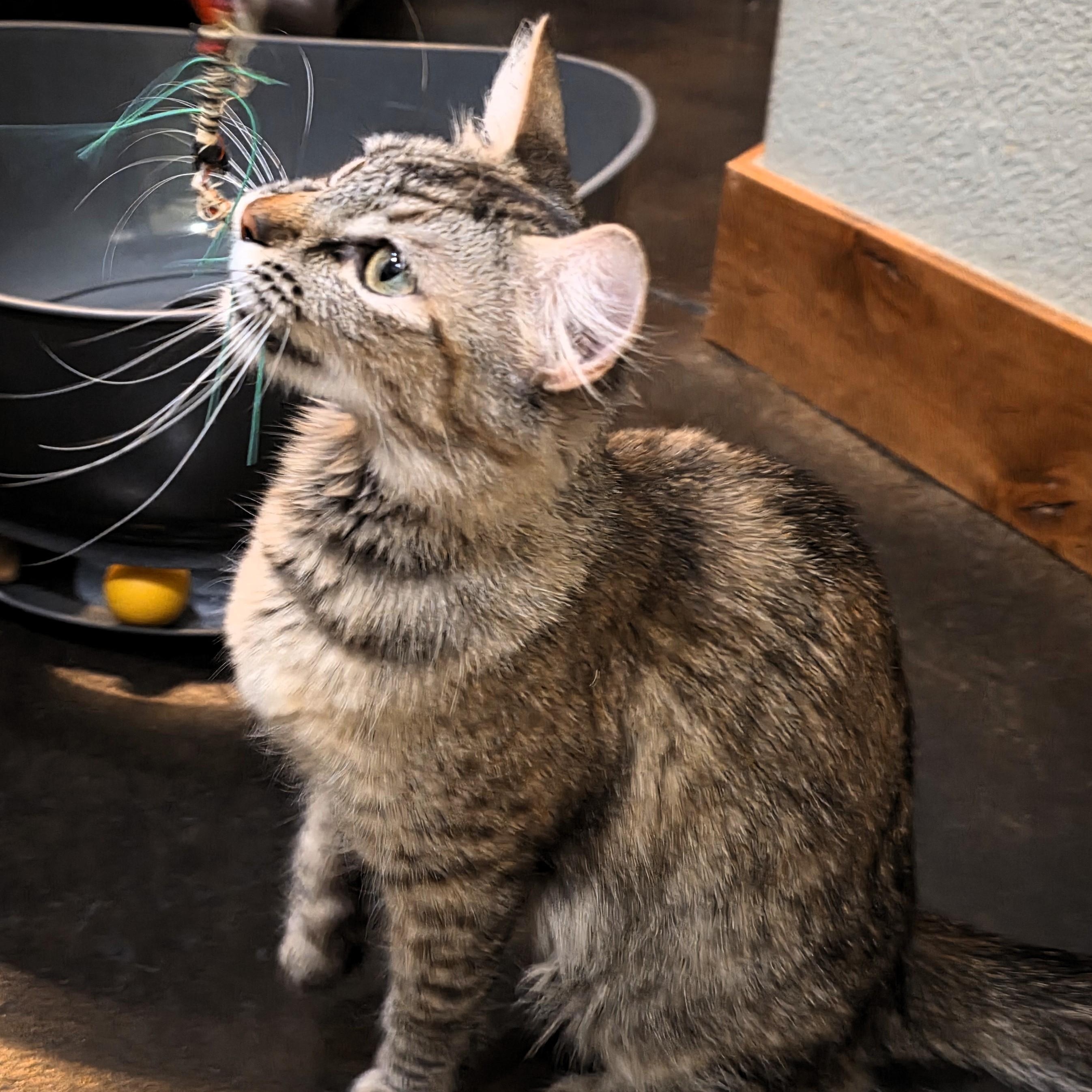 Enlarge Praline Cream Purcell, a ADOPTABLE Domestic Short Hair in Denver, CO image 3/5