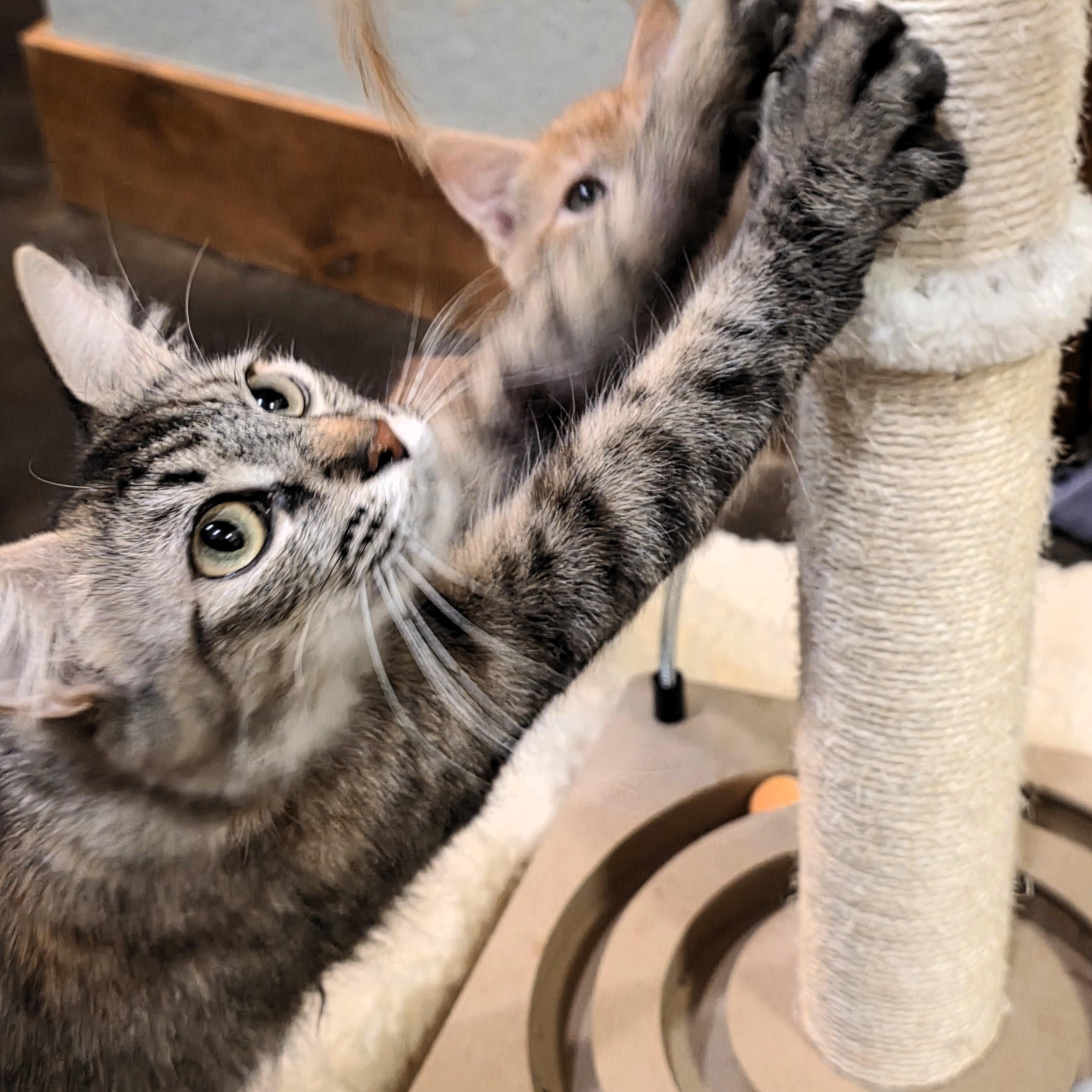 Enlarge Praline Cream Purcell, a ADOPTABLE Domestic Short Hair in Denver, CO image 2/5