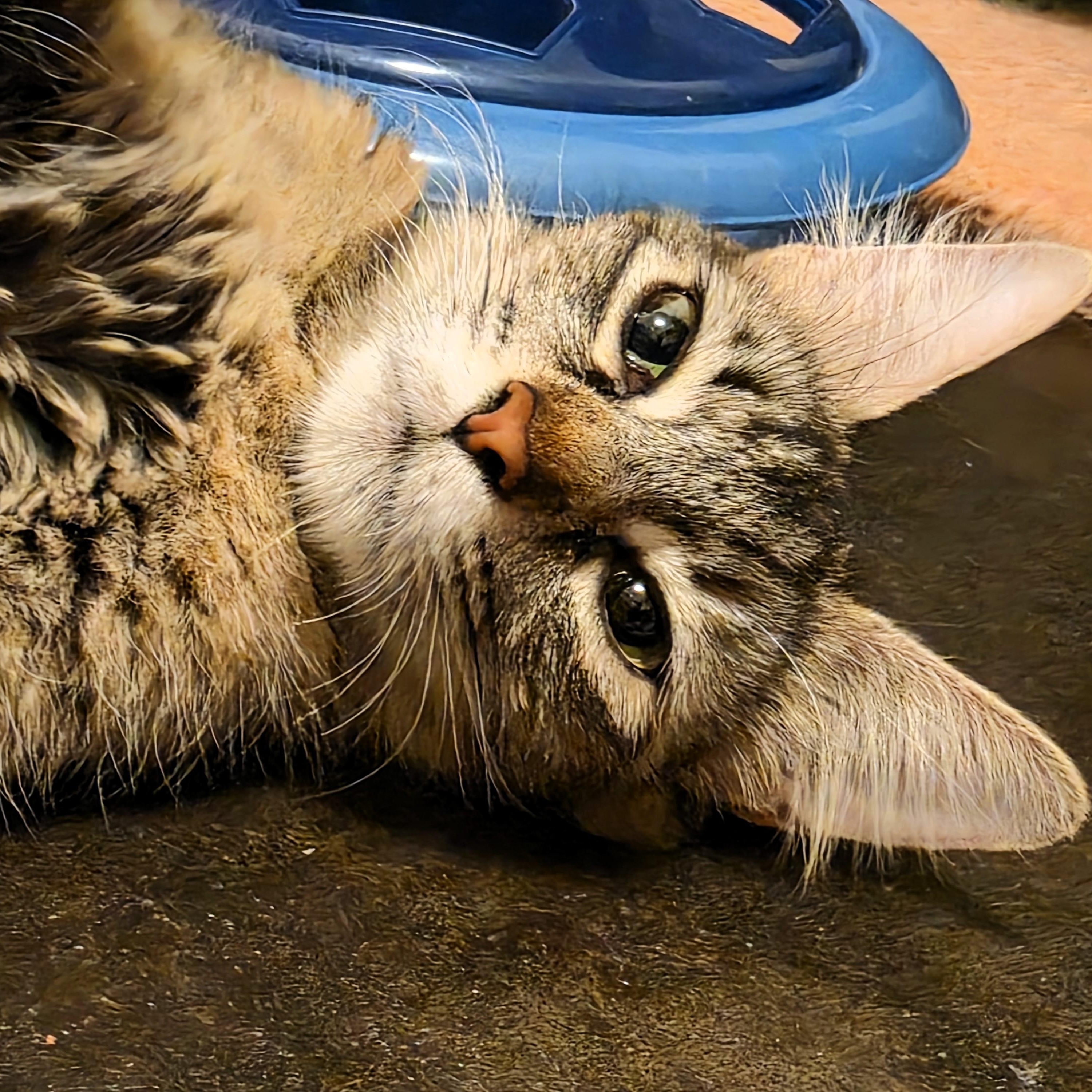 Enlarge Praline Cream Purcell, a ADOPTABLE Domestic Short Hair in Denver, CO image 5/5