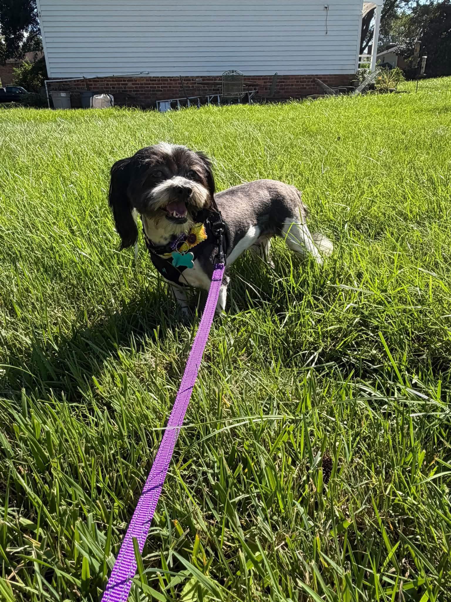 Virginia Blue Belle, Adopted, Young Female Shih Tzu & Havanese.