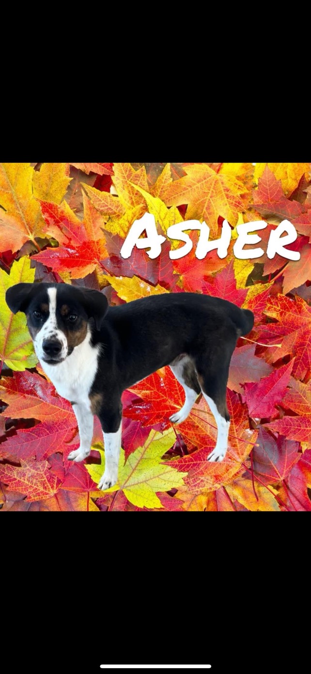 Enlarge Asher, a Adoptable mixed breed in Hartwell, GA image 1/1