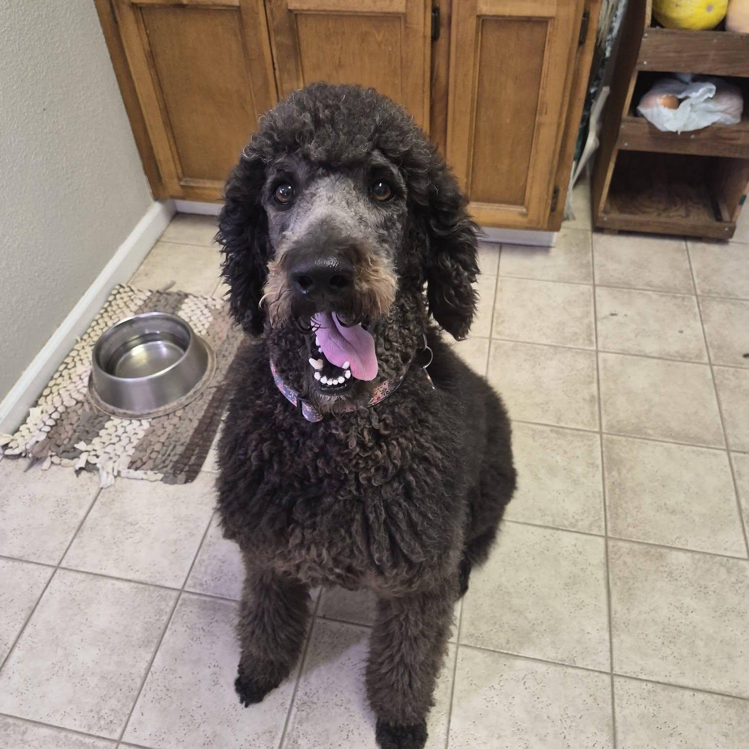 Enlarge Liam, a Adoptable Standard Poodle in Sloughhouse, CA image 2/4