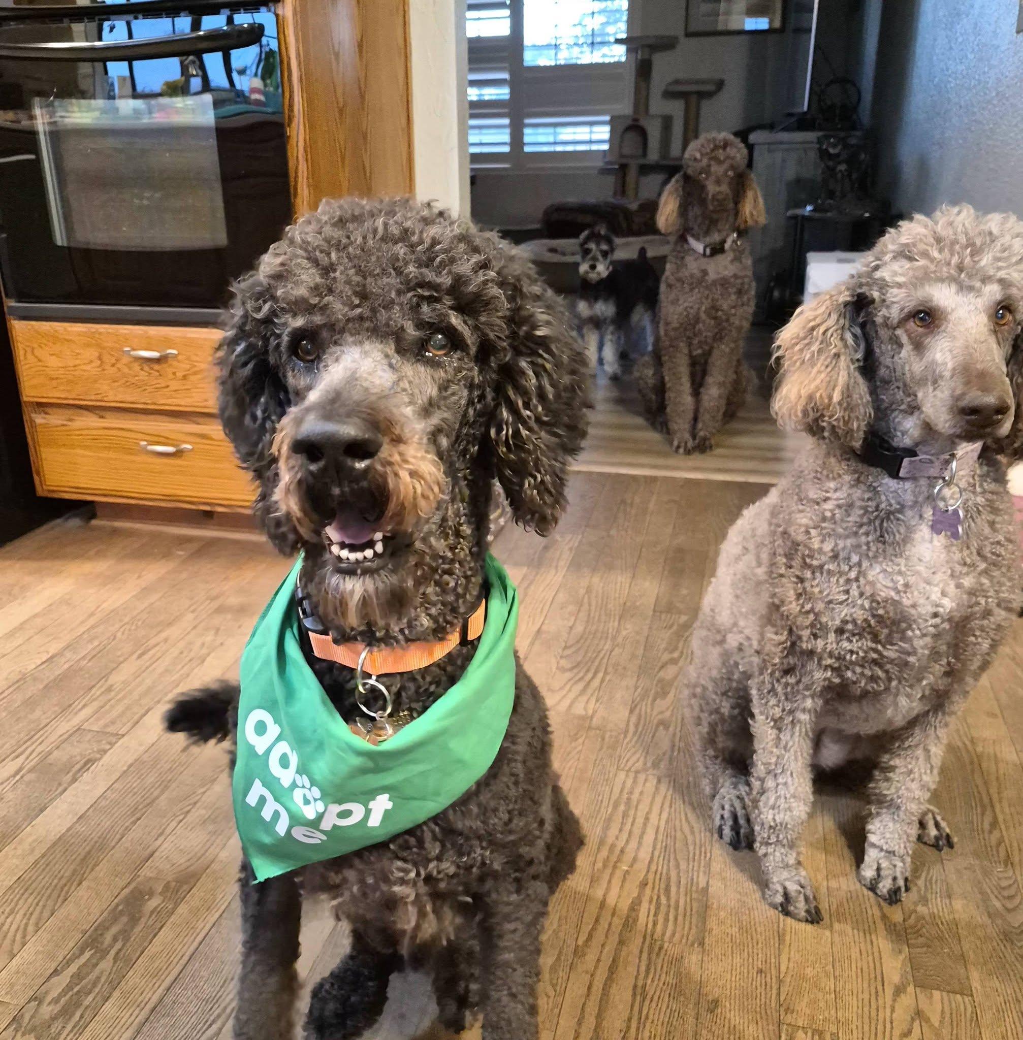 Enlarge Liam, a Adoptable Standard Poodle in Sloughhouse, CA image 3/4