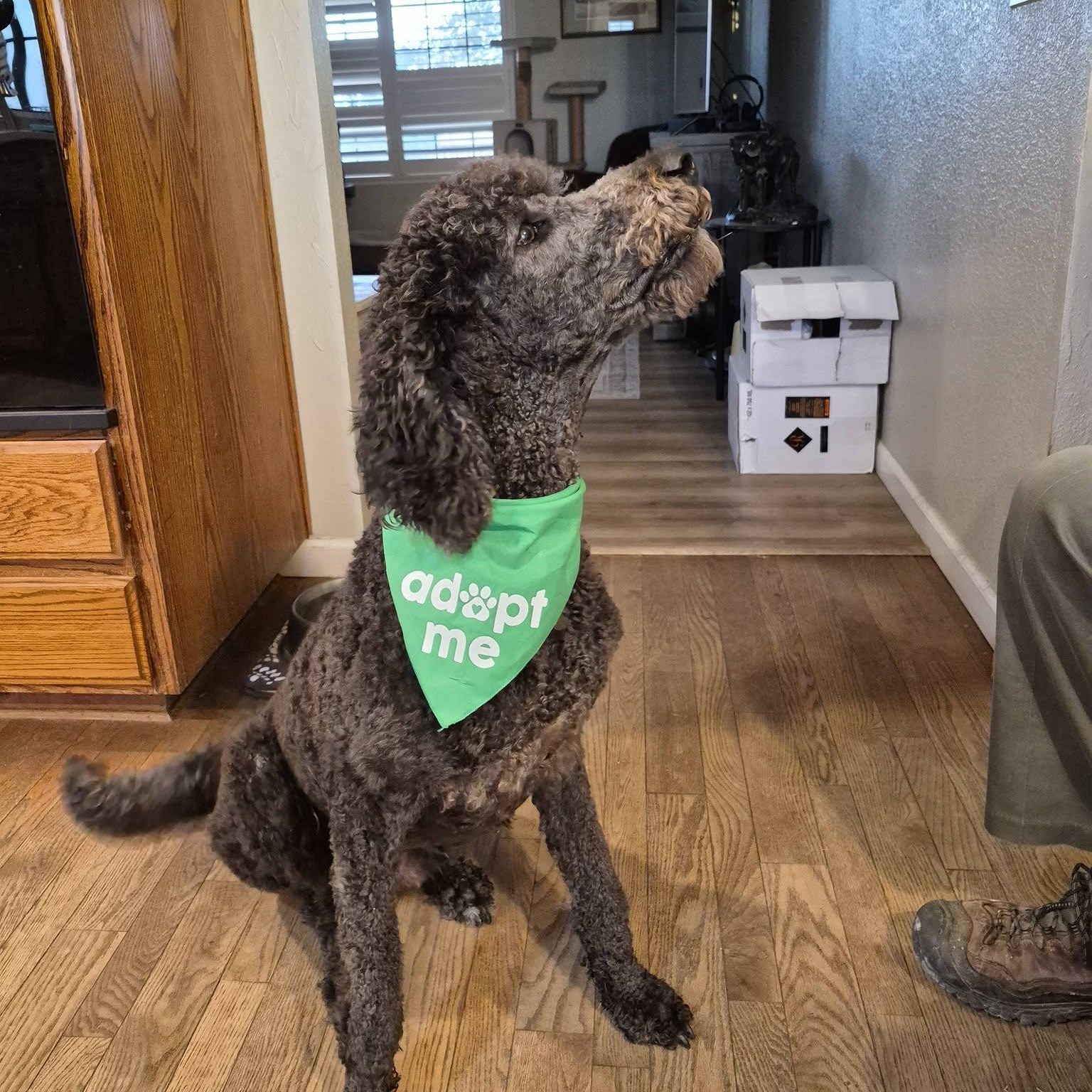 Enlarge Liam, a Adoptable Standard Poodle in Sloughhouse, CA image 4/4