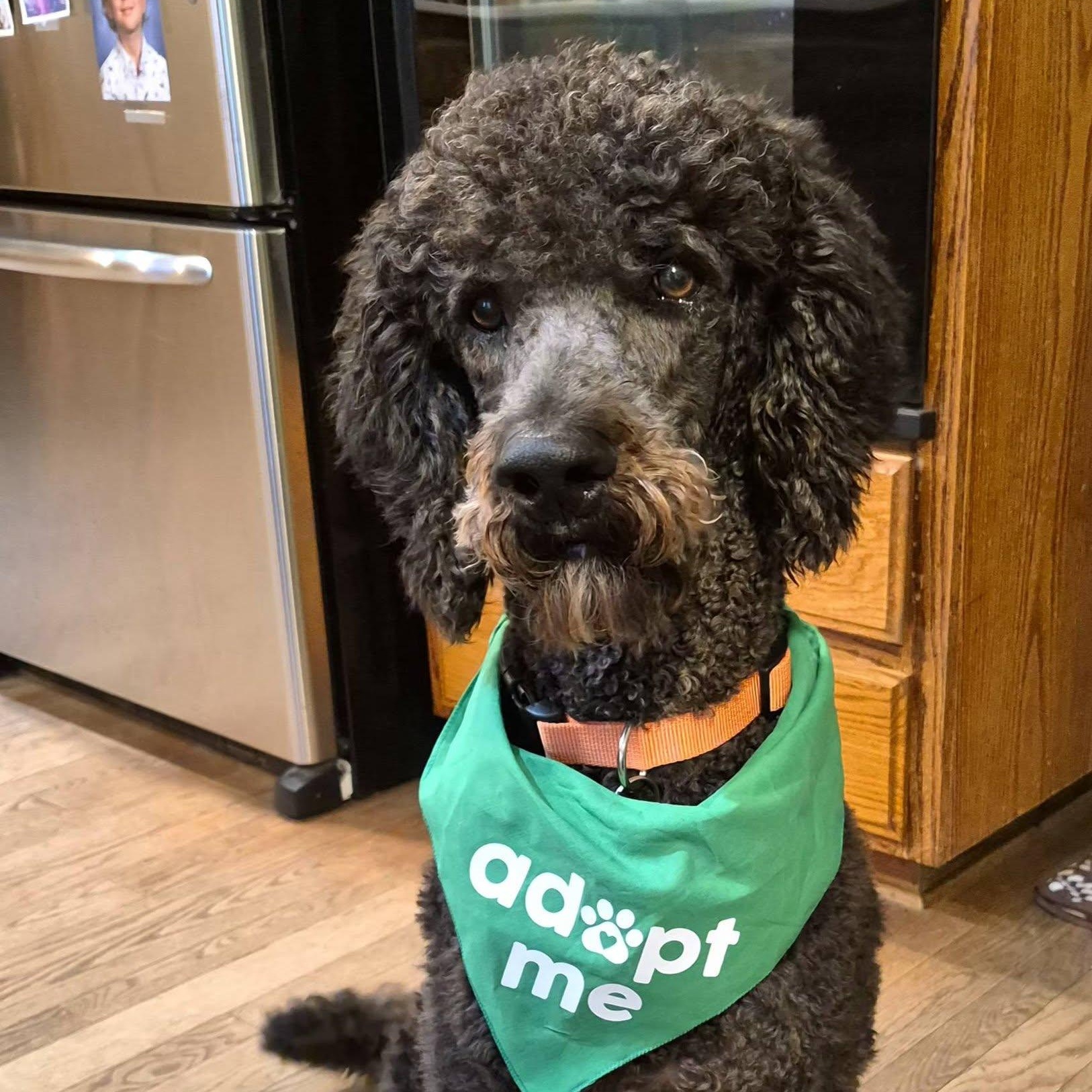 Liam, Adoptable, Young Male Standard Poodle.