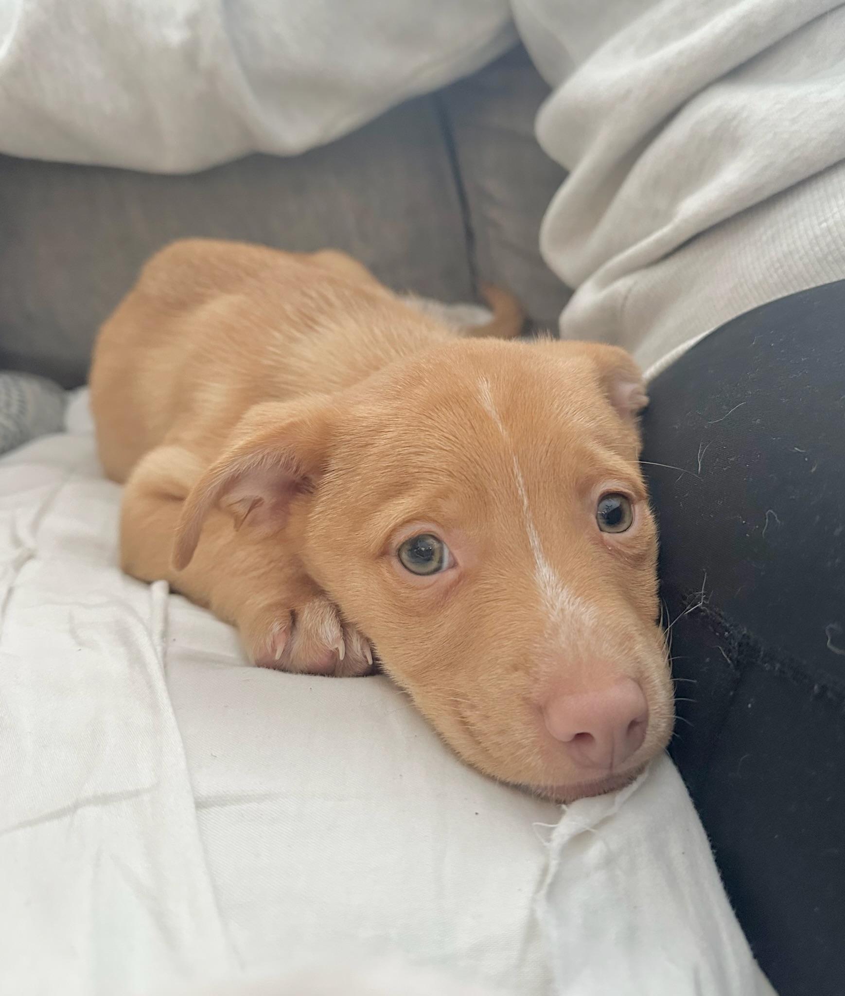 Rob, ADOPTABLE, Puppy Male Chihuahua & Terrier.