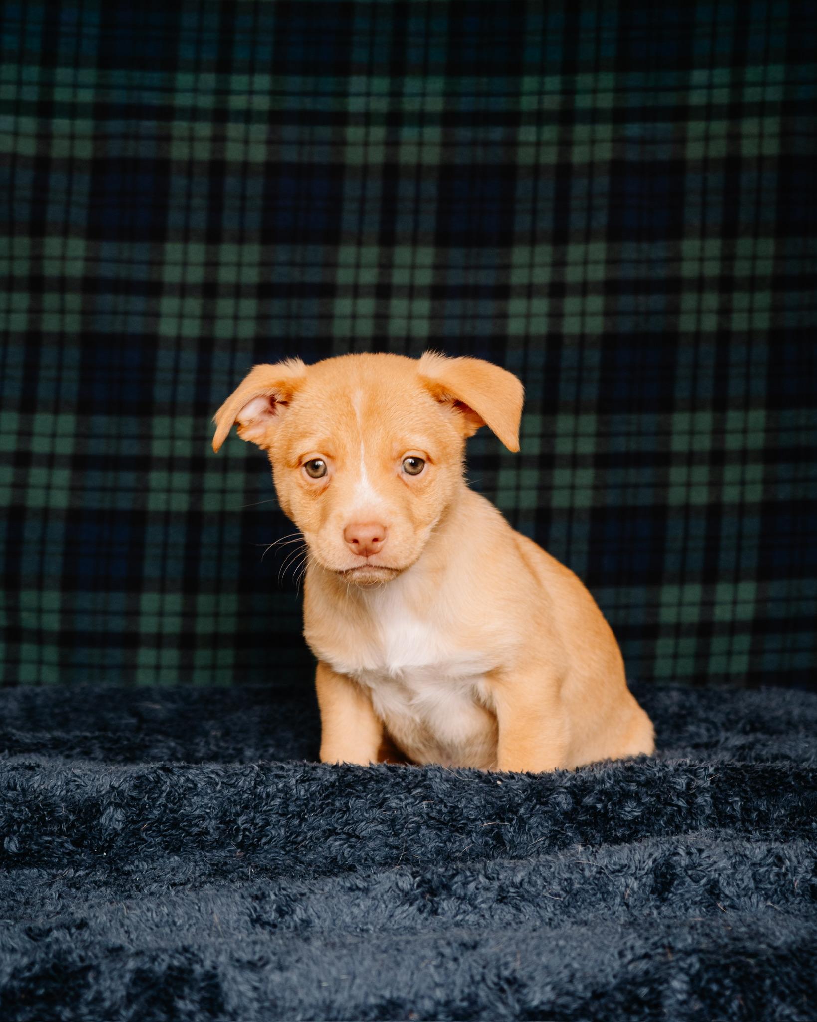 Enlarge Rob, a ADOPTABLE mixed breed in Simsbury, CT image 1/1