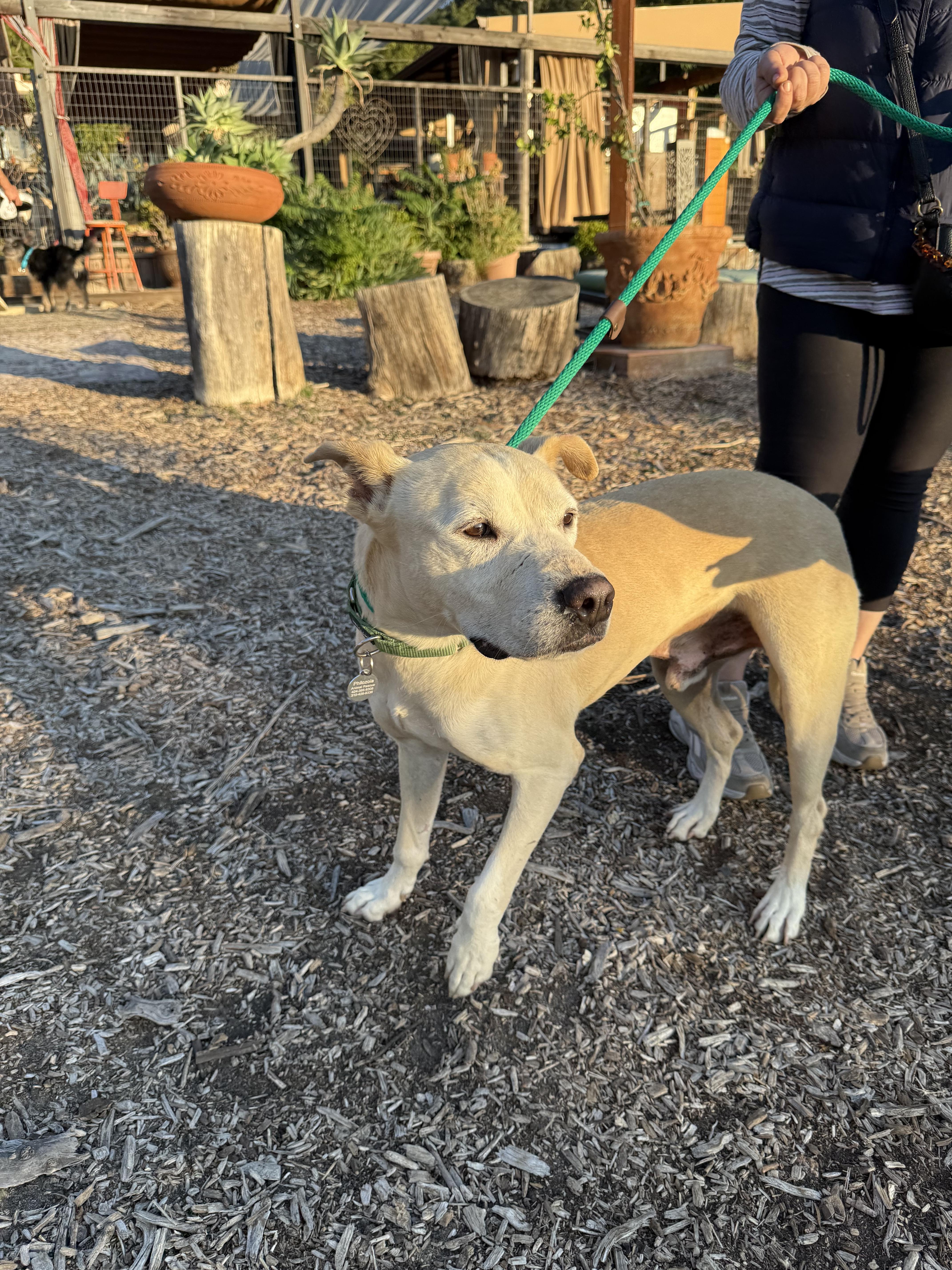 Enlarge Connor, a Adoptable mixed breed in Santa Monica, CA image 2/3